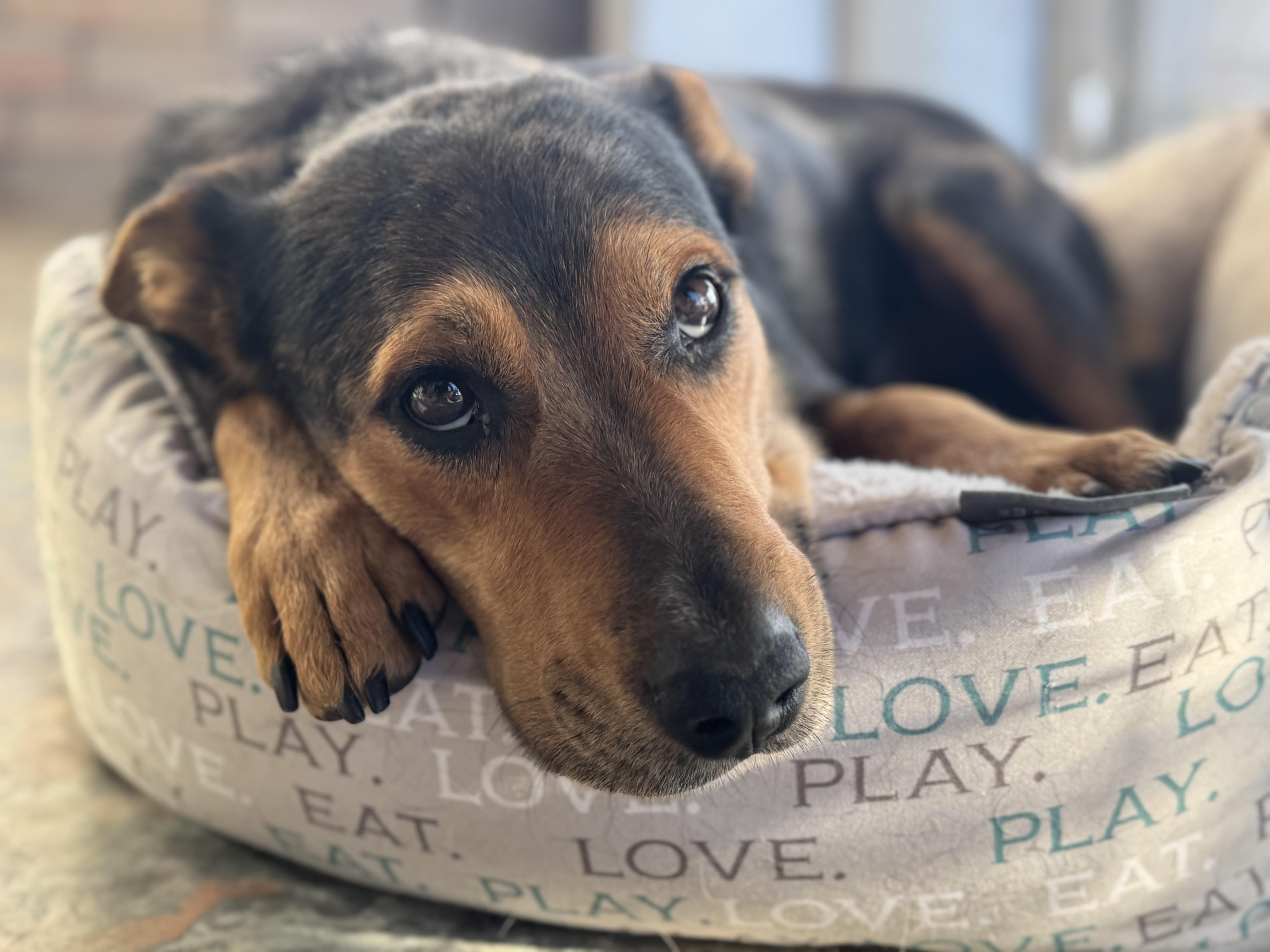 Enlarge Betty , a ADOPTABLE mixed breed in Denver, CO image 5/6