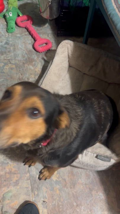 Enlarge Betty , a ADOPTABLE mixed breed in Denver, CO video 6/6