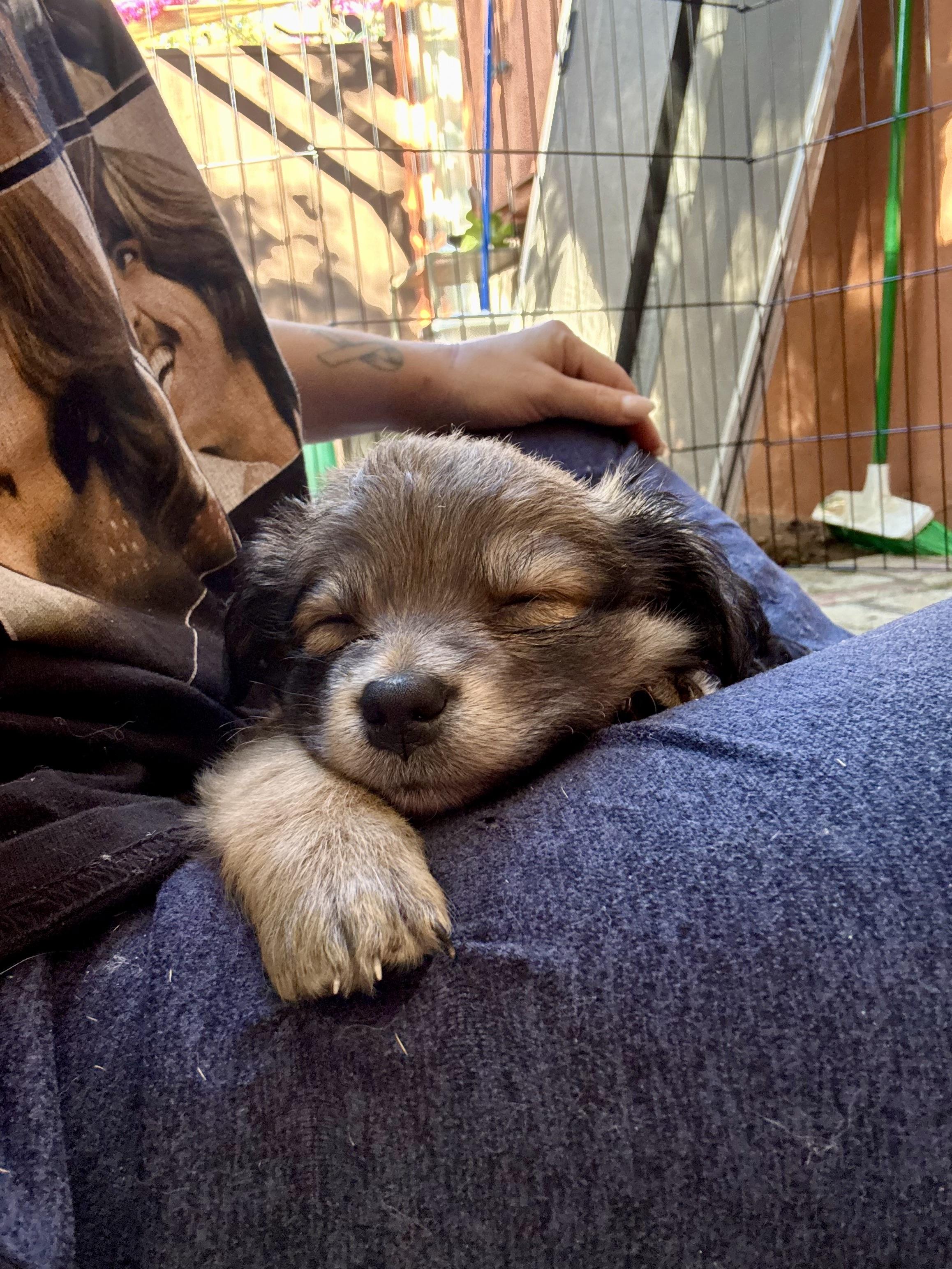 Enlarge Fudge, an adopted mixed breed in Santa Monica, CA image 4/5