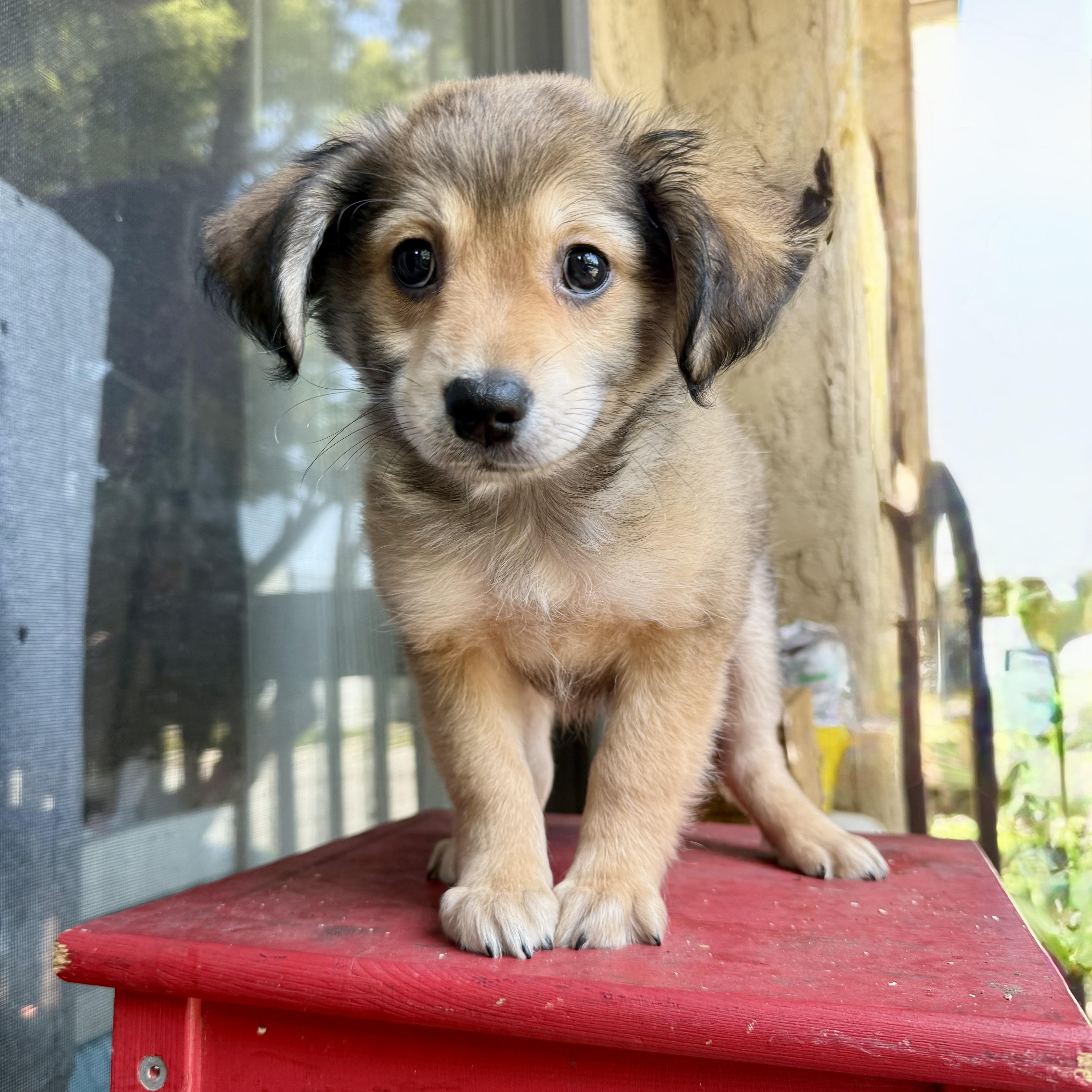 Fudge, adopted, Puppy Male Maltese & Pomeranian.