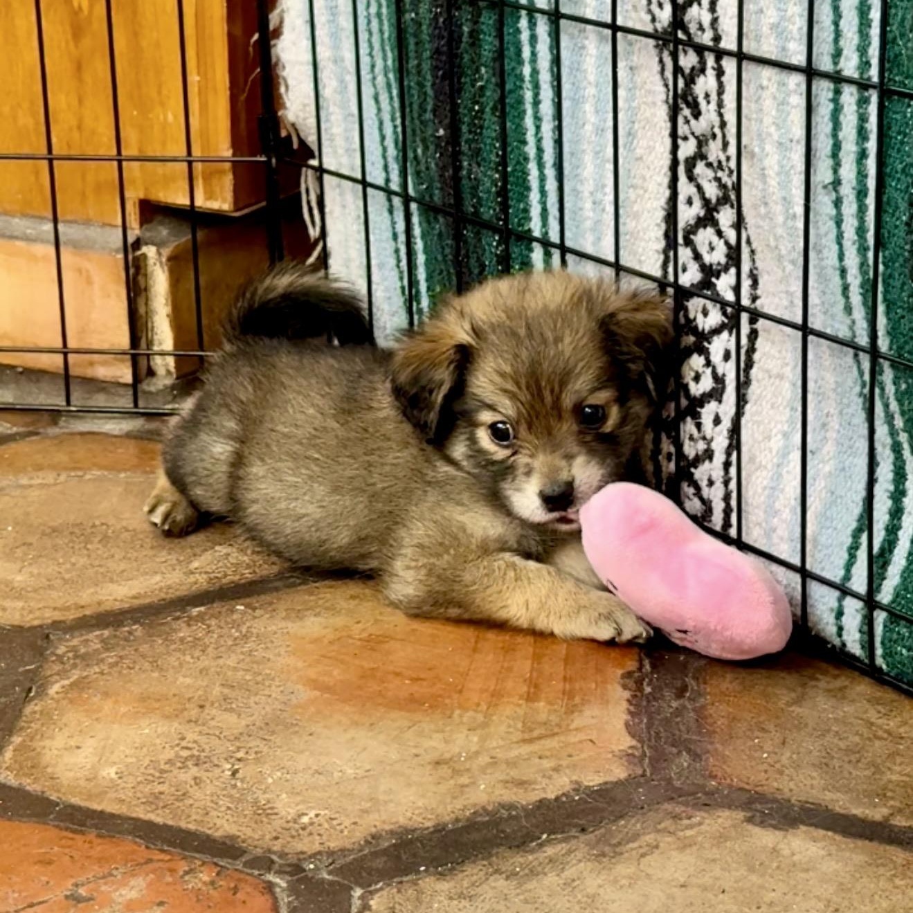 Enlarge Fudge, an adopted mixed breed in Santa Monica, CA image 2/5