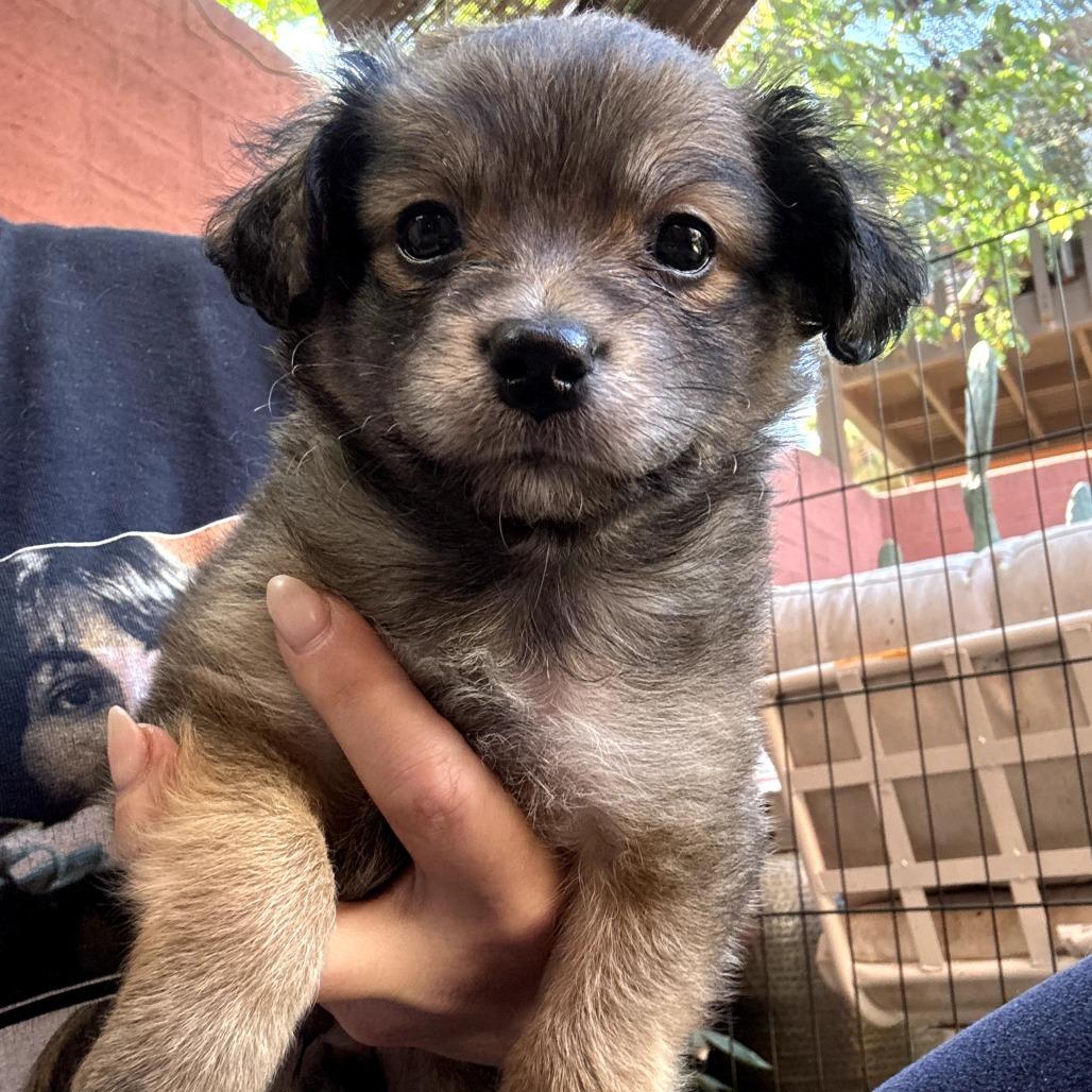 Enlarge Fudge, an adopted mixed breed in Santa Monica, CA image 3/5