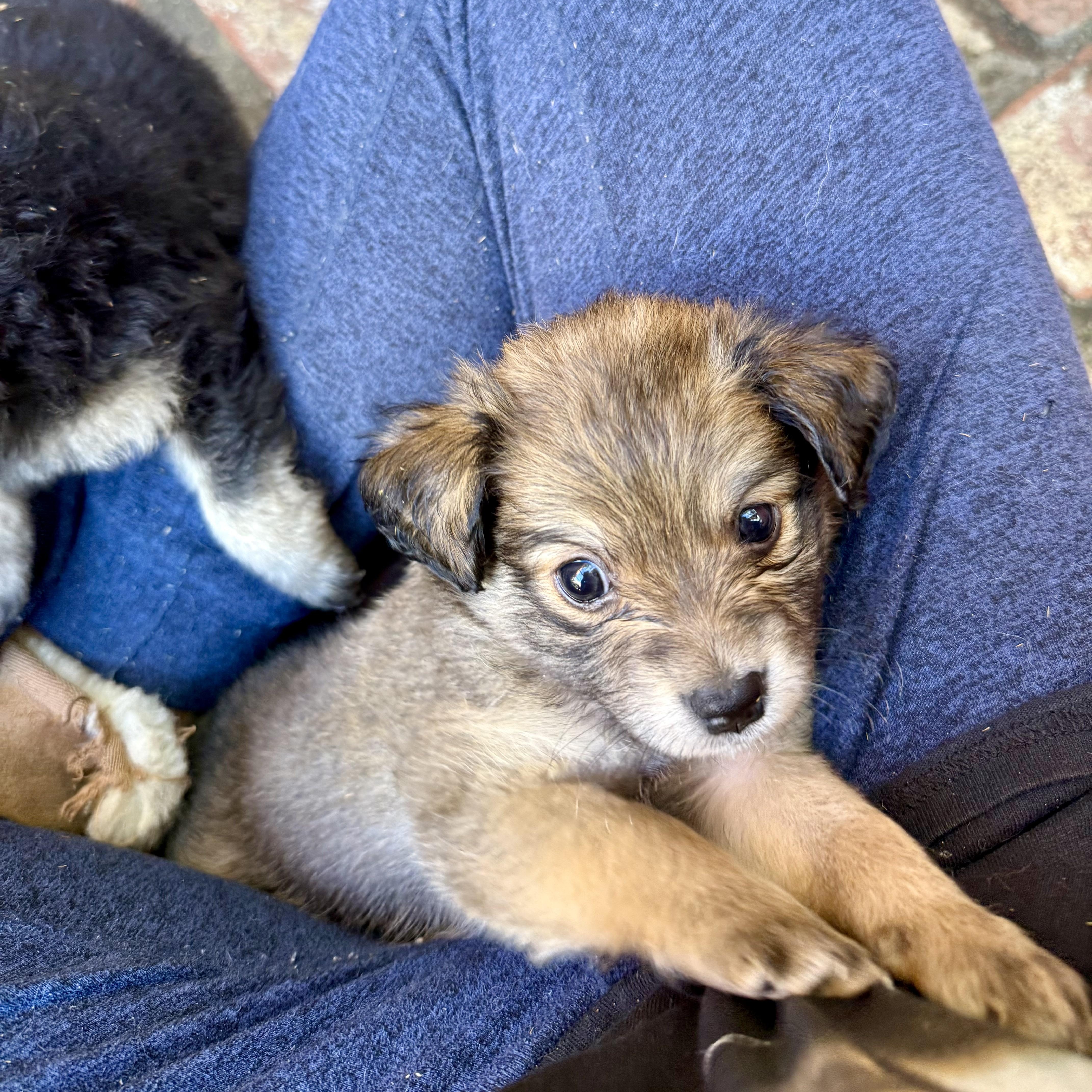 Enlarge Fudge, an adopted mixed breed in Santa Monica, CA image 5/5
