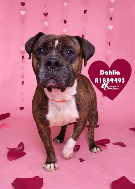 DAHLIA, Adoptable, Adult Female Boxer & Mixed Breed.
