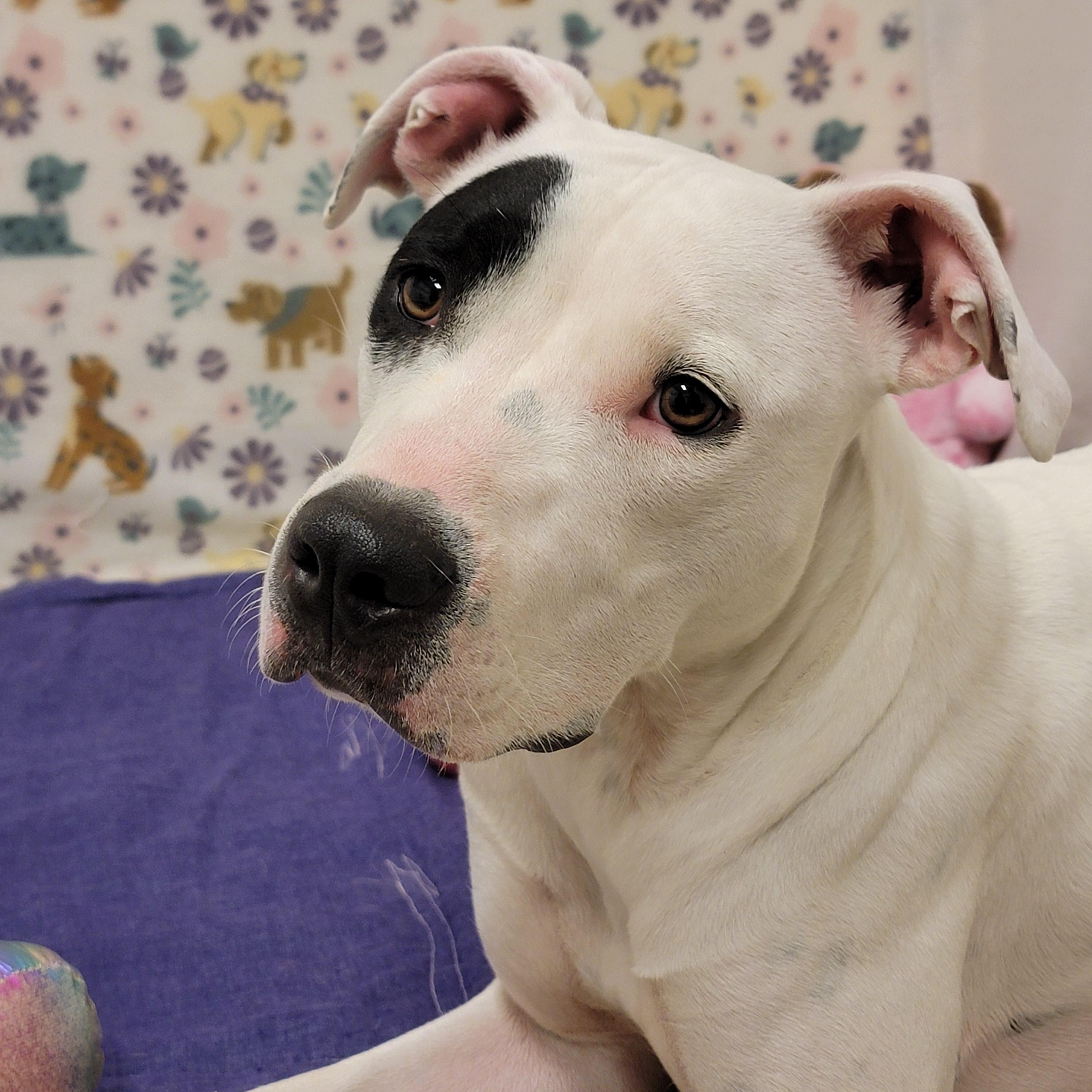 Enlarge Star, a ADOPTABLE mixed breed in ALPINE, TX image 1/6