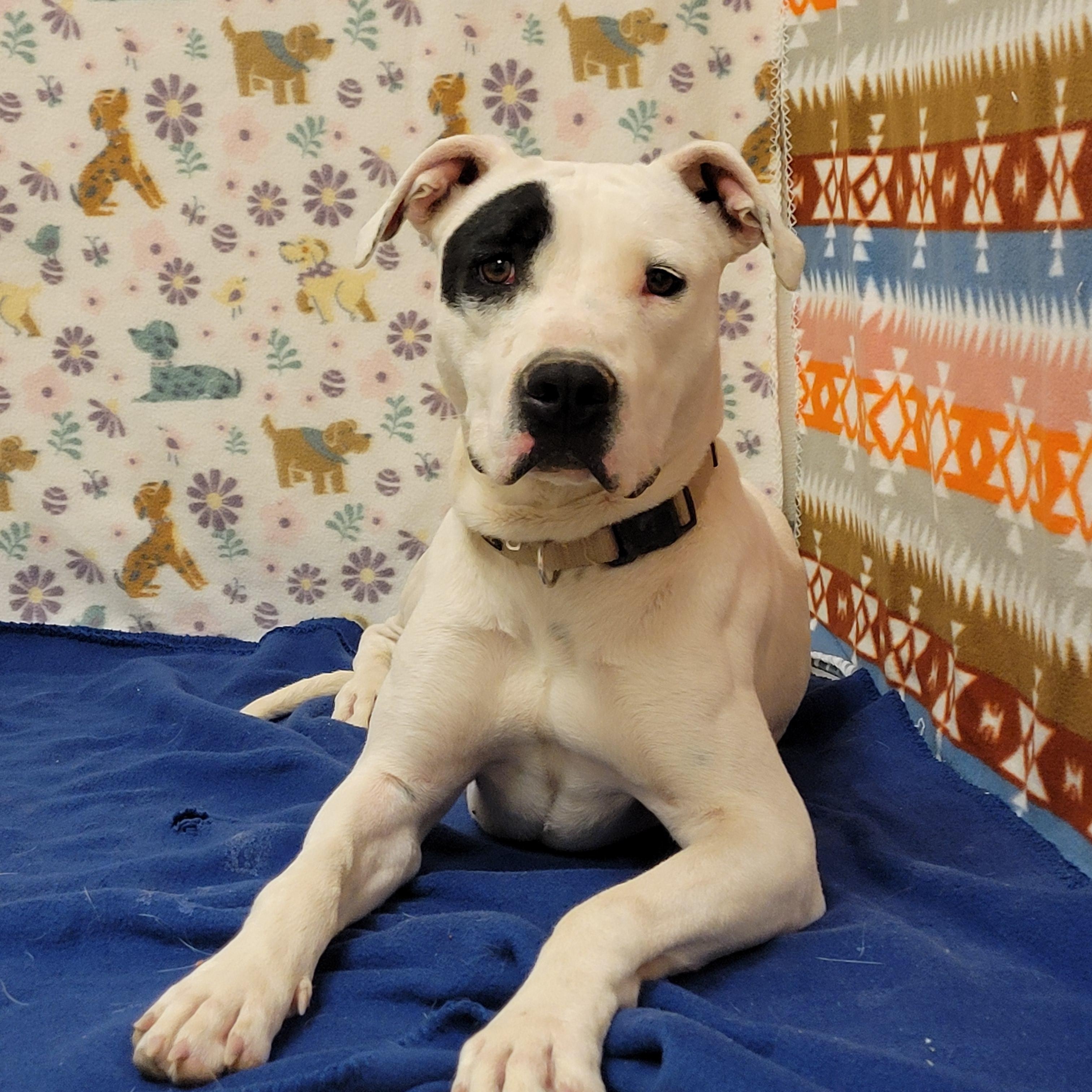 Enlarge Star, a ADOPTABLE mixed breed in ALPINE, TX image 4/6