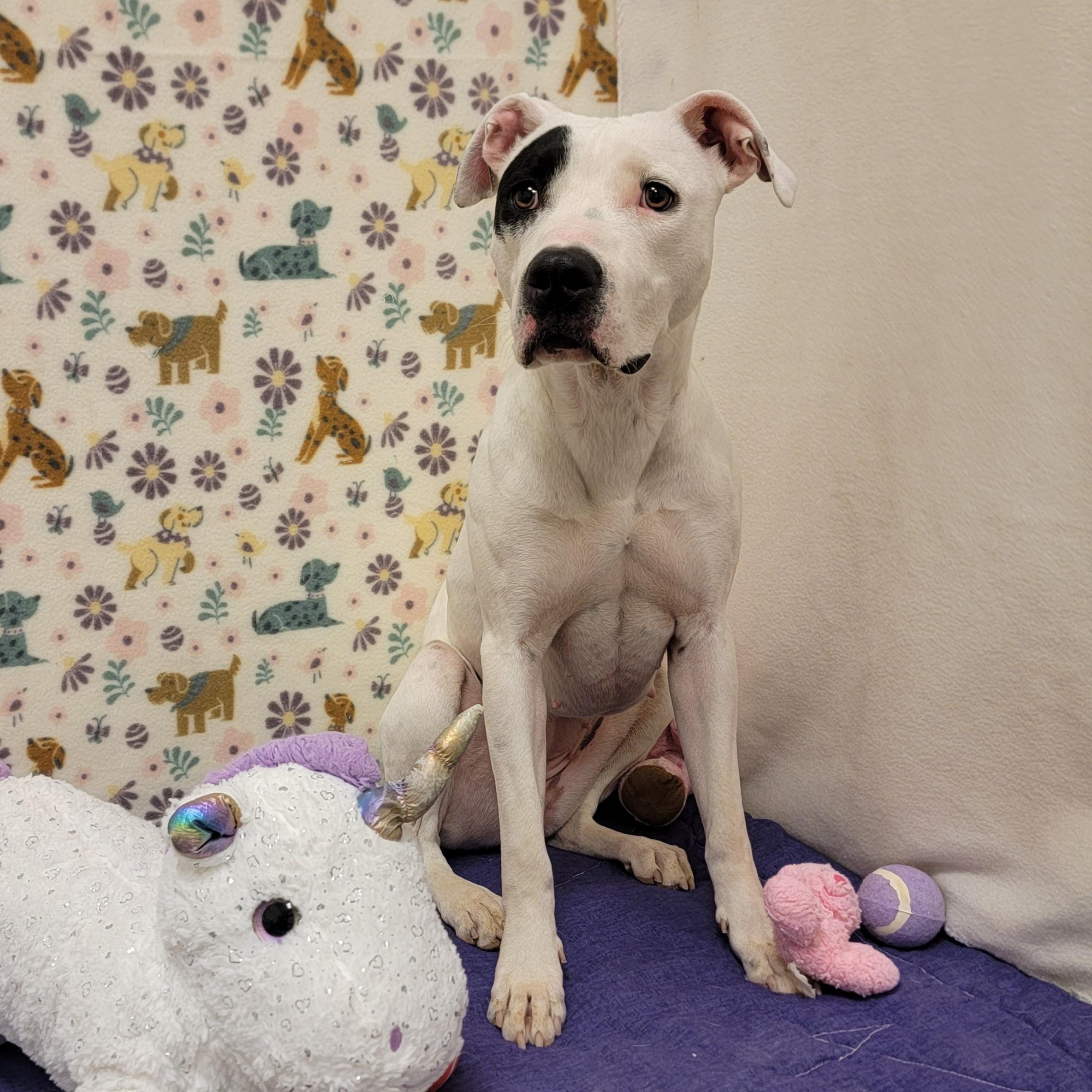 Enlarge Star, a ADOPTABLE mixed breed in ALPINE, TX image 6/6