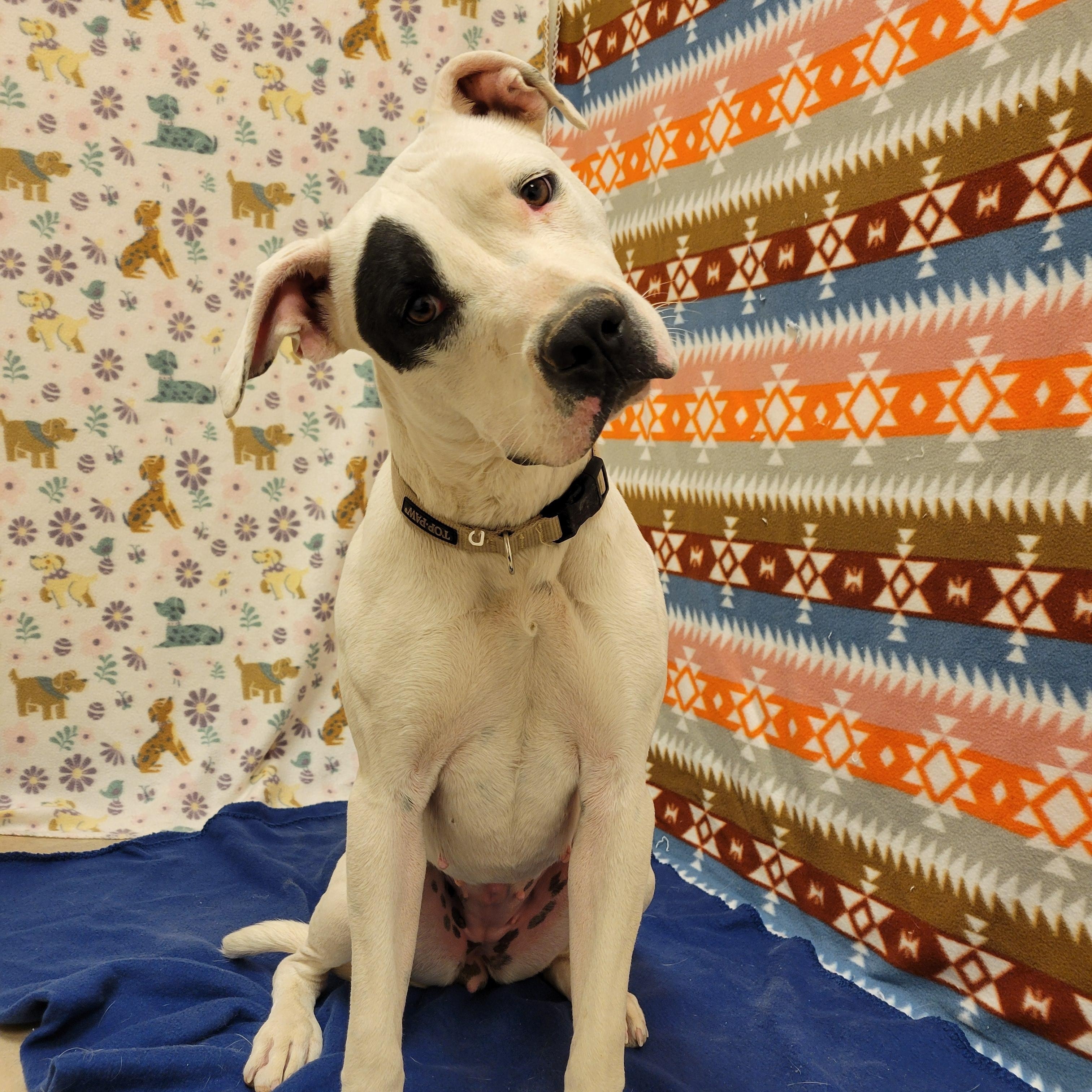 Enlarge Star, a ADOPTABLE mixed breed in ALPINE, TX image 2/6