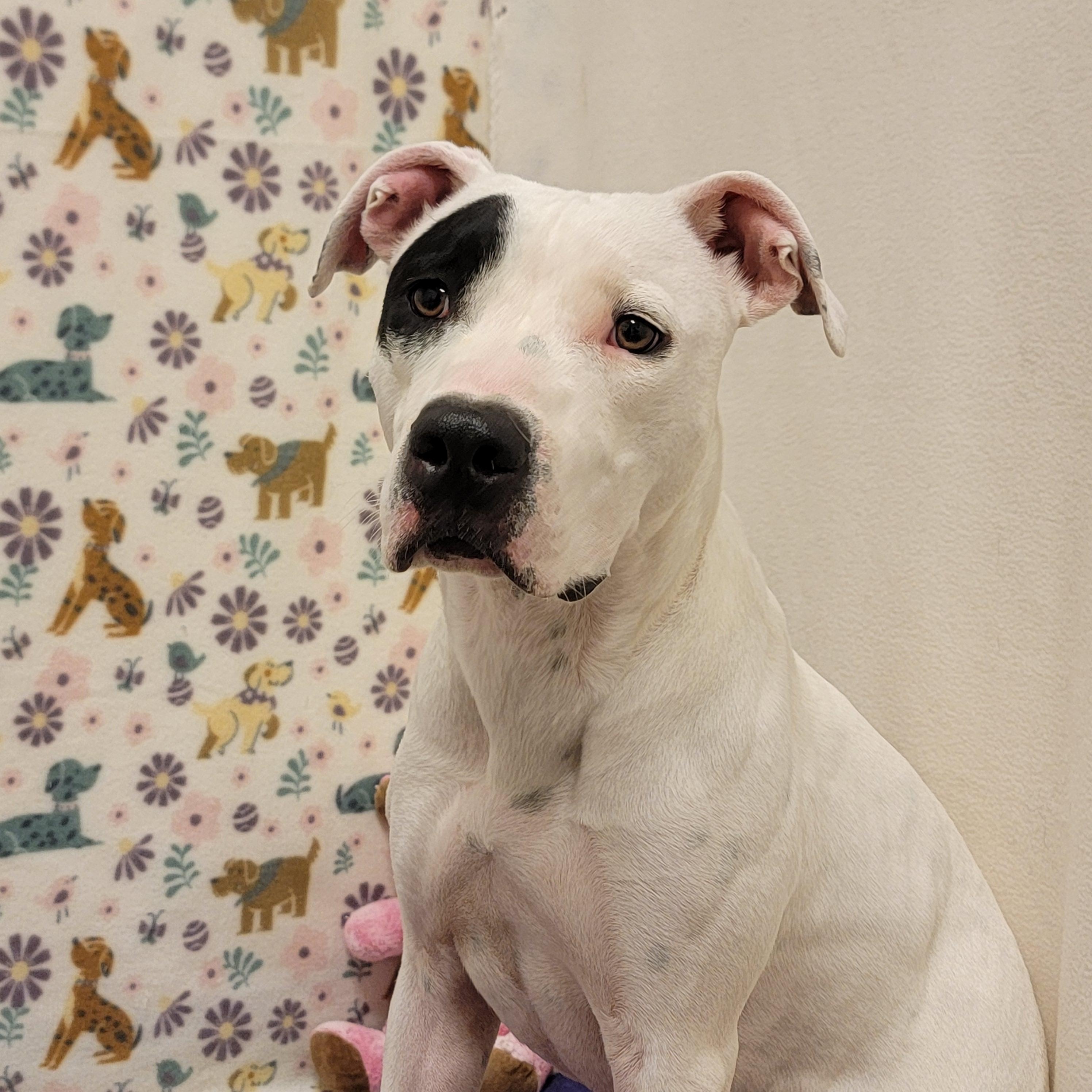 Enlarge Star, a ADOPTABLE mixed breed in ALPINE, TX image 2/6