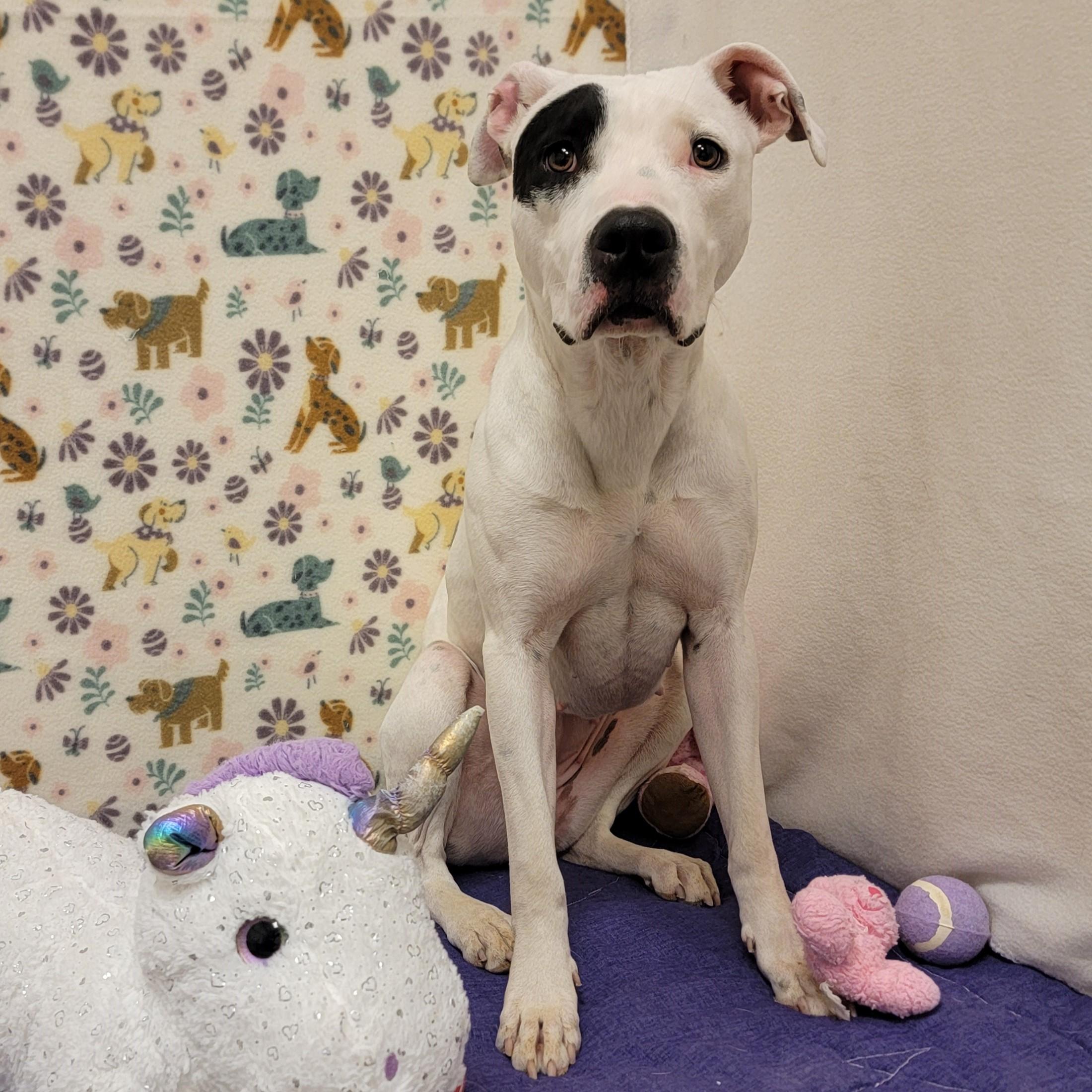 Enlarge Star, a ADOPTABLE mixed breed in ALPINE, TX image 3/6