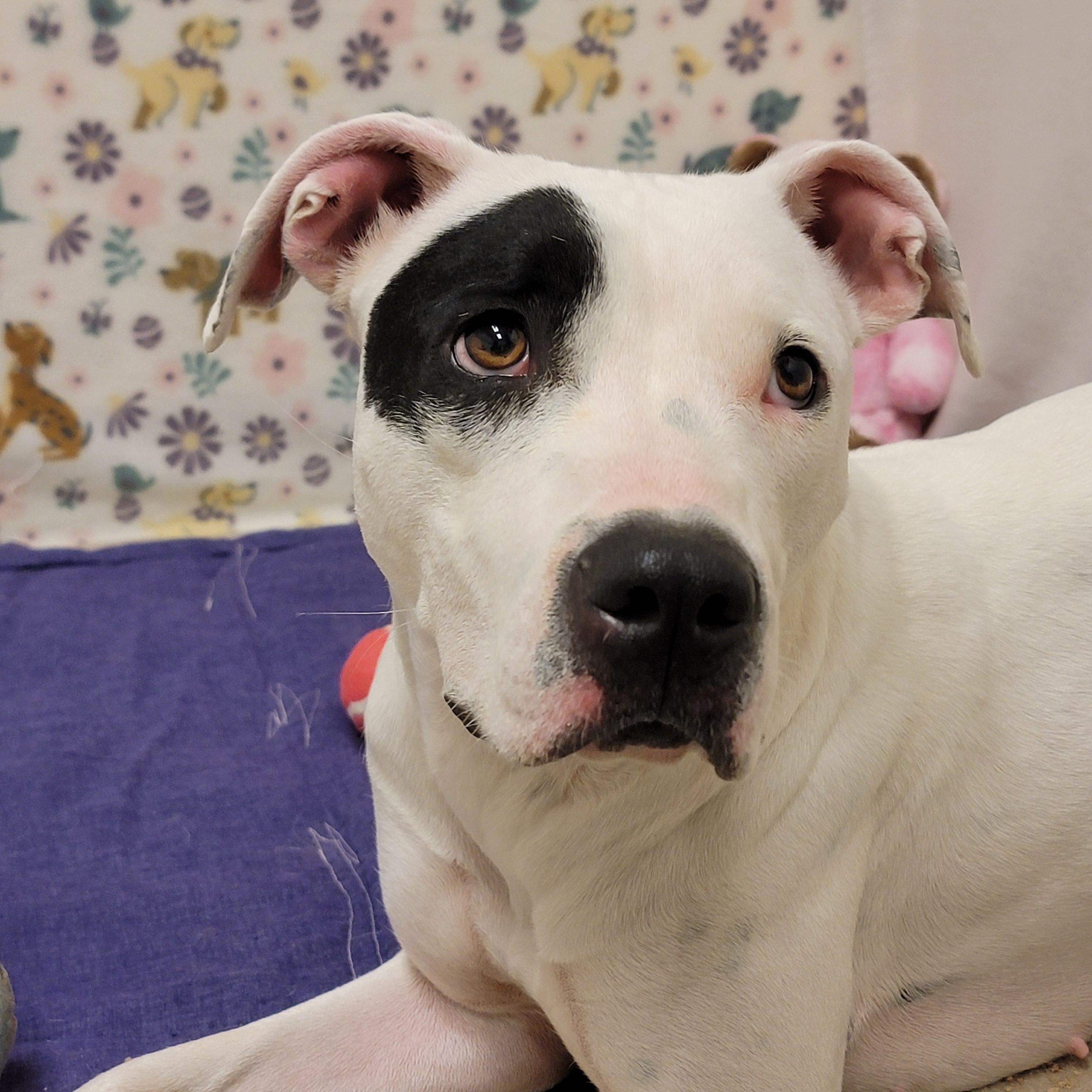 Enlarge Star, a ADOPTABLE mixed breed in ALPINE, TX image 4/6