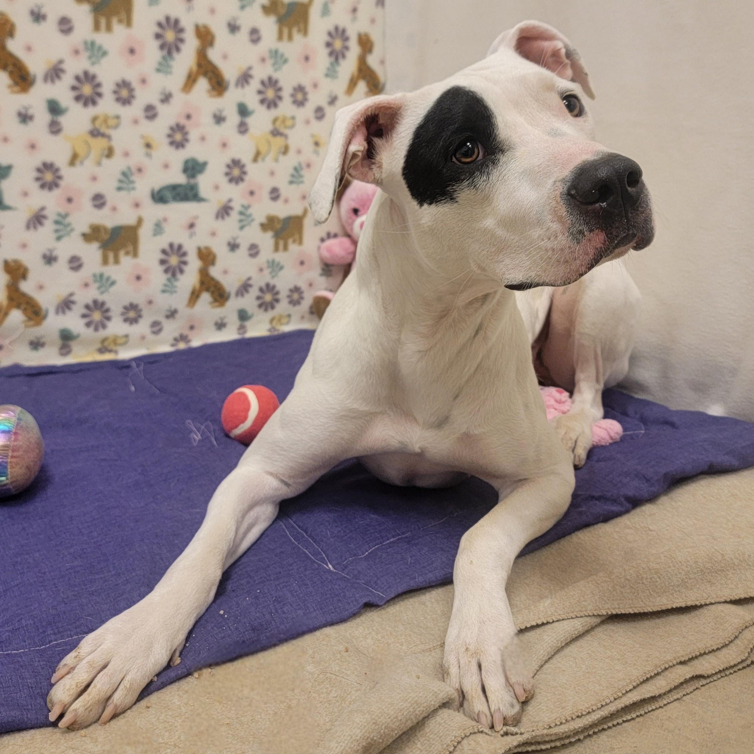 Enlarge Star, a ADOPTABLE mixed breed in ALPINE, TX image 5/6