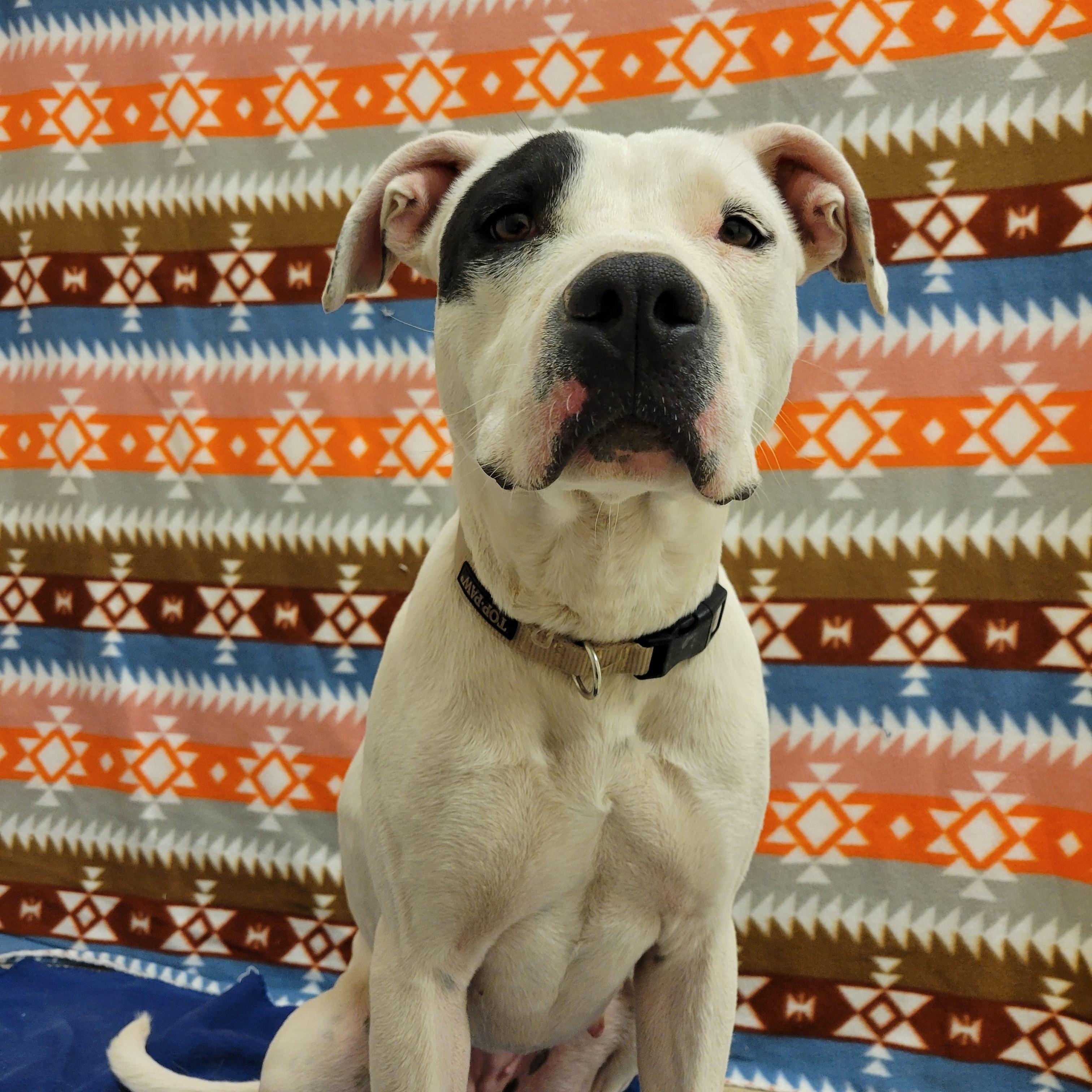 Enlarge Star, a ADOPTABLE mixed breed in ALPINE, TX image 3/6