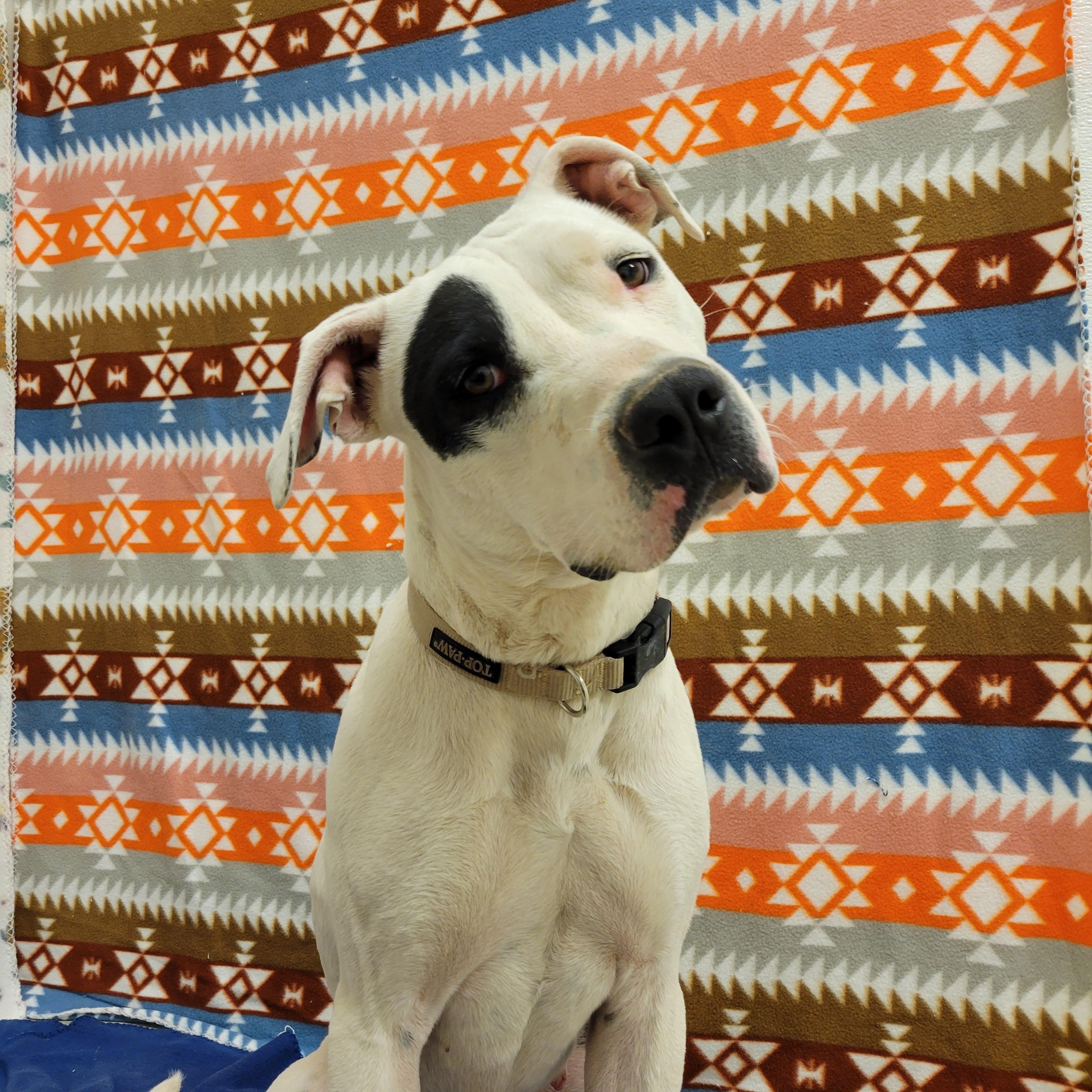 Star, ADOPTABLE, Adult Female Pit Bull Terrier.