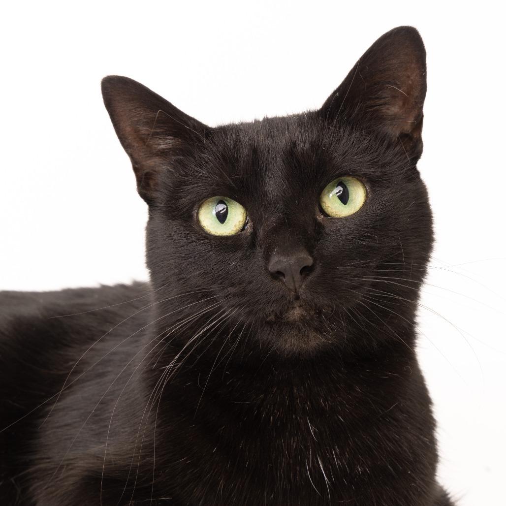 Trixie, Adoptable, Adult Female Domestic Short Hair.