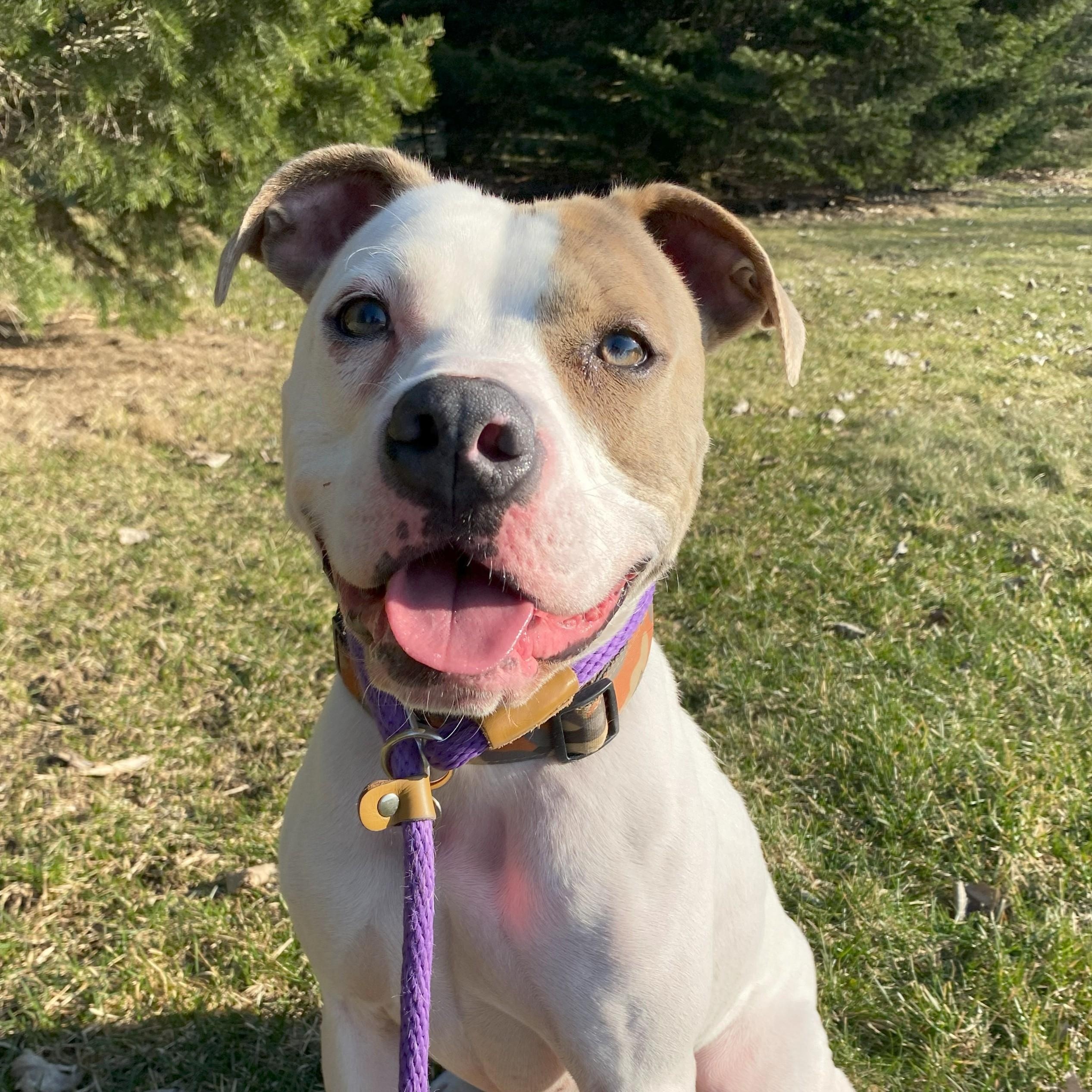 Q-Bert, Adult Male American Bulldog