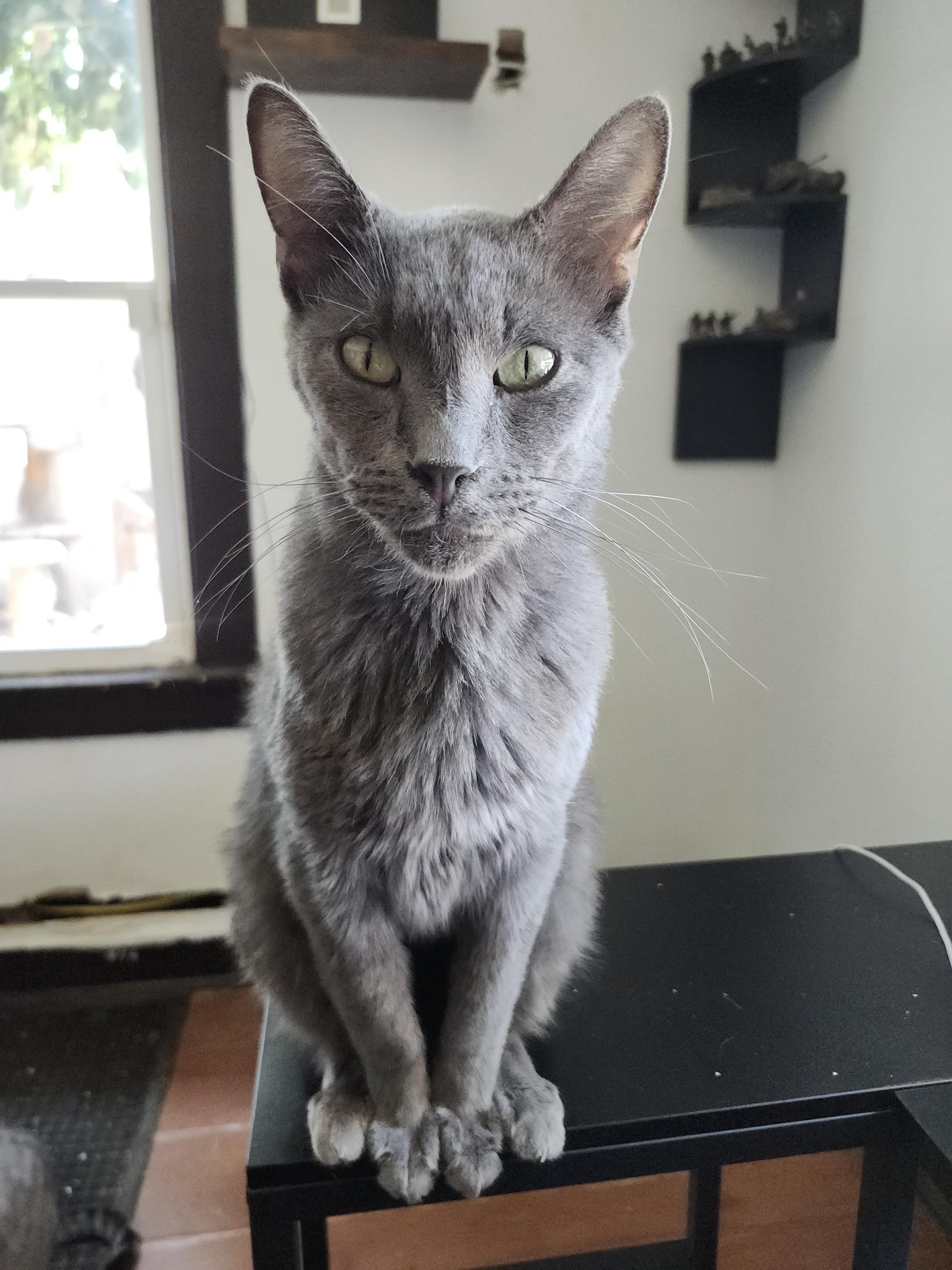 Mishka, a ADOPTABLE Russian Blue in Long Beach, CA image 2/4