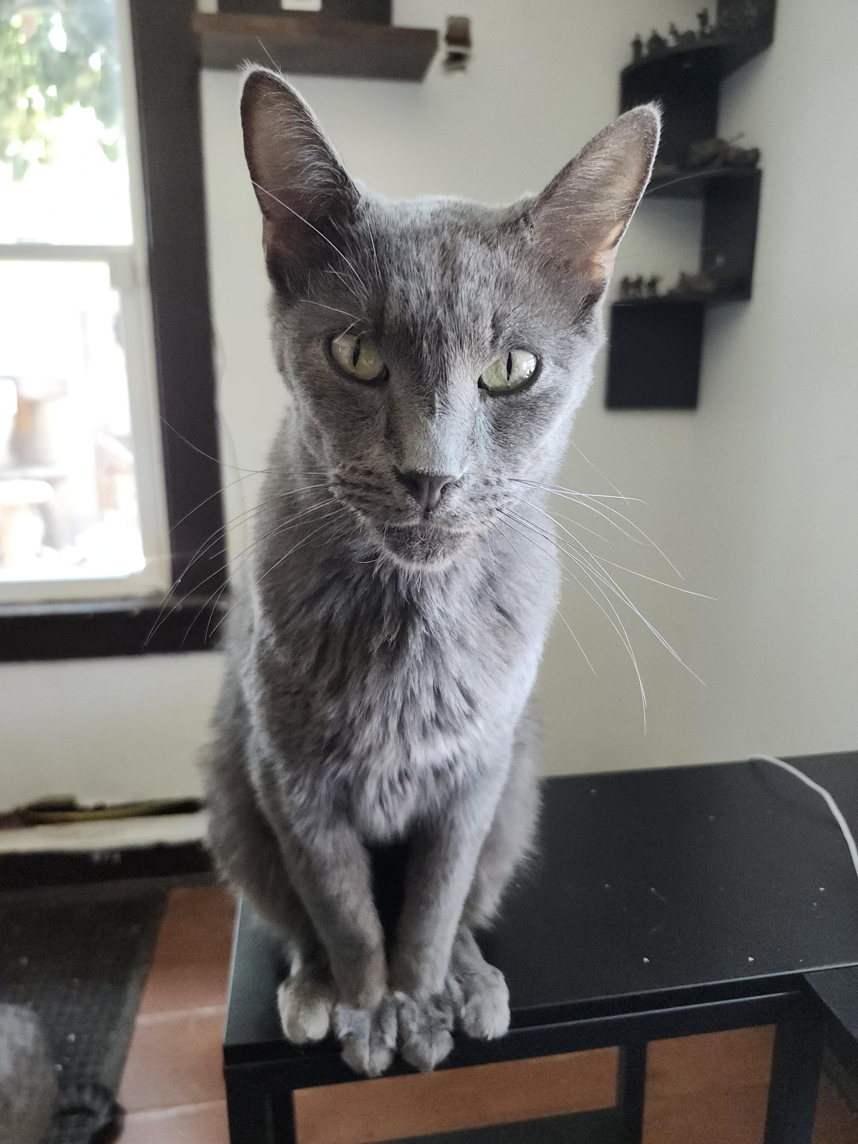 Mishka, a ADOPTABLE Russian Blue in Long Beach, CA image 3/4
