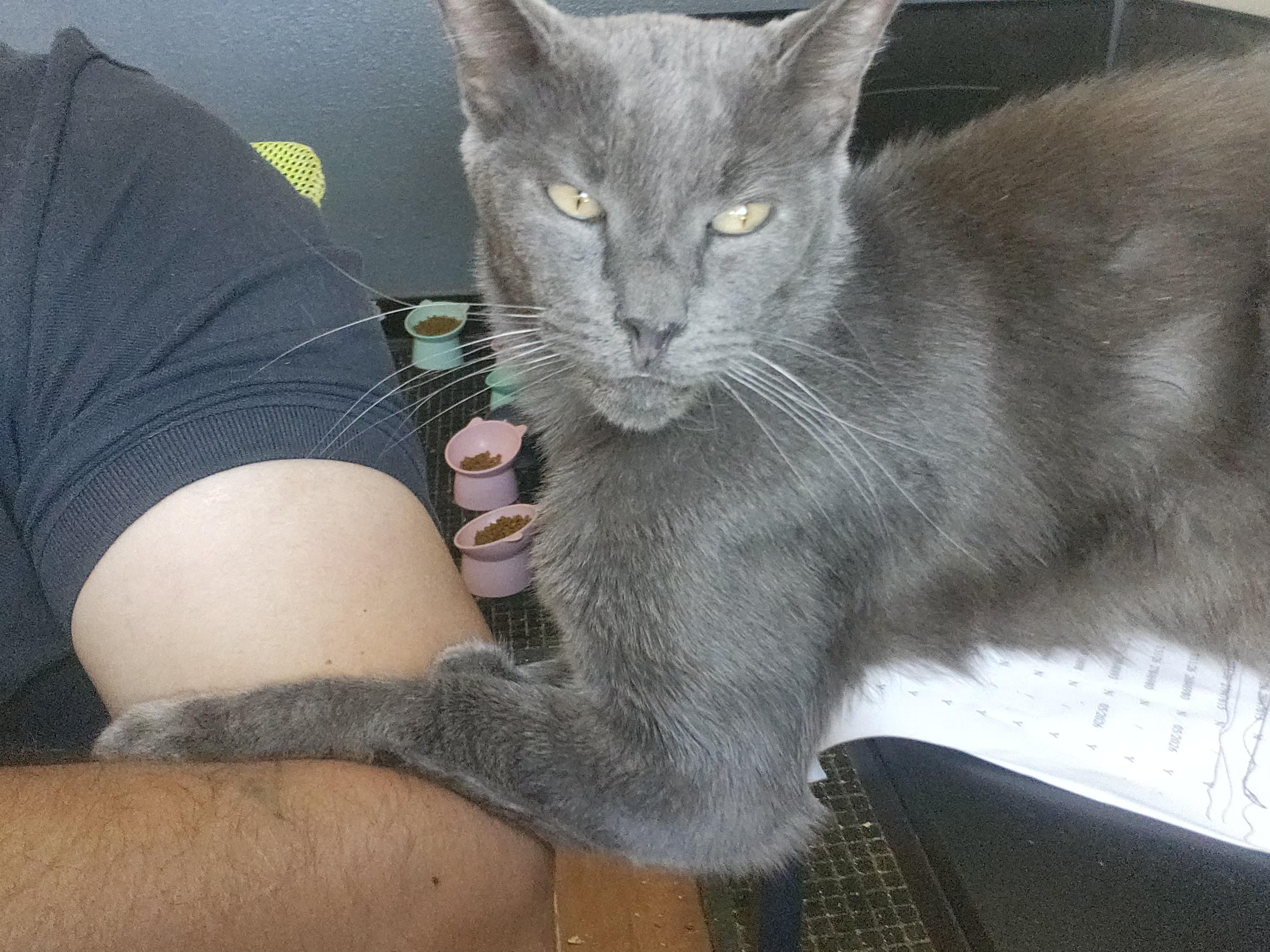 Mishka, a ADOPTABLE Russian Blue in Long Beach, CA image 1/4