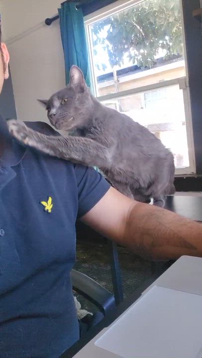 Enlarge Mishka, a ADOPTABLE Russian Blue in Long Beach, CA video 4/4