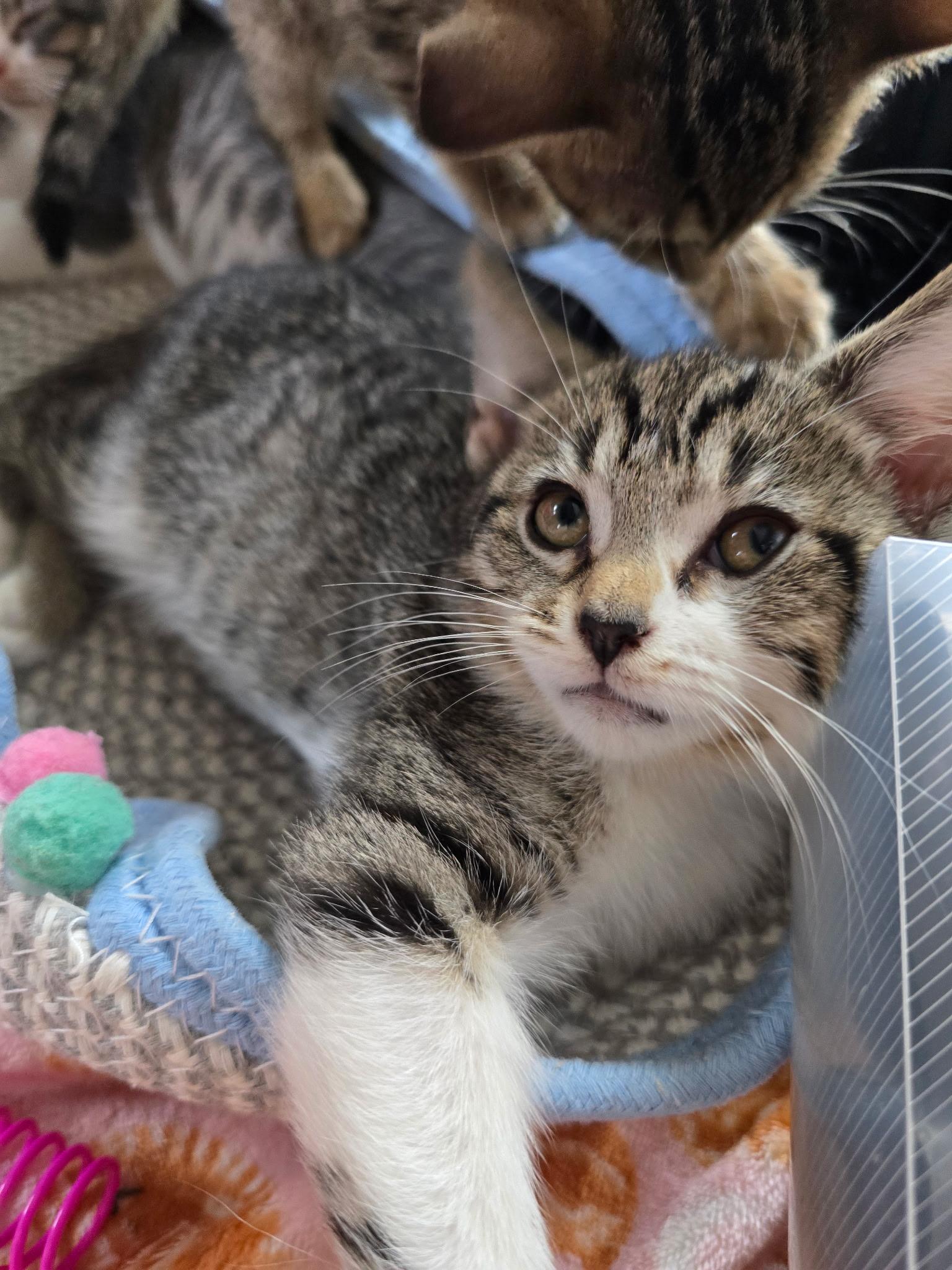 Wichita, ADOPTABLE, Kitten Female Domestic Short Hair.
