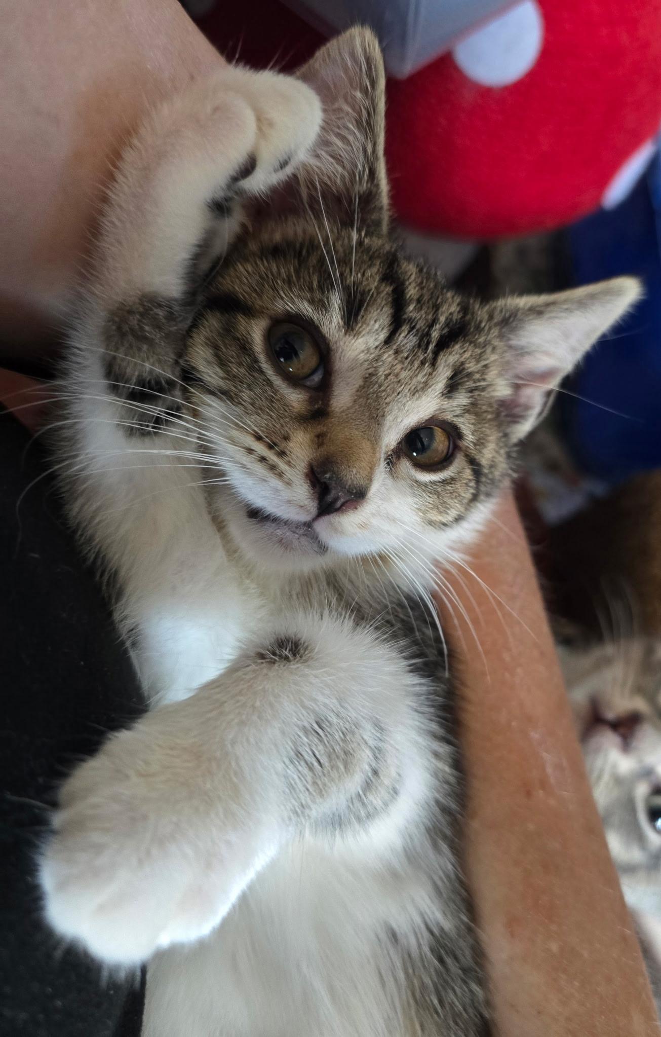 Wichita, a ADOPTABLE Domestic Short Hair in Sauk City, WI image 2/2