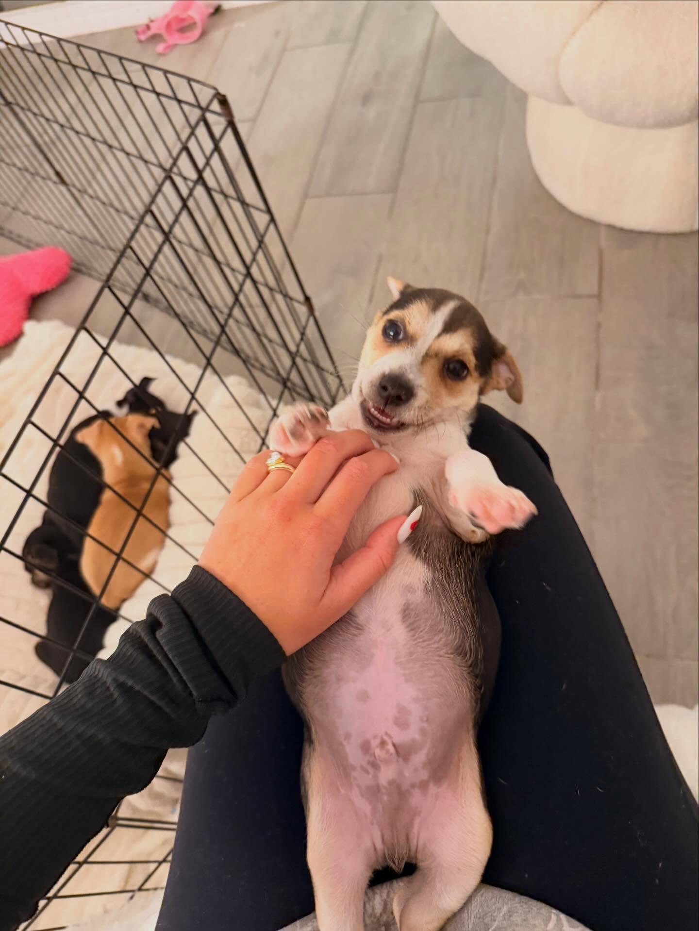 Enlarge Chungus, an adopted mixed breed in Naples, FL image 1/1