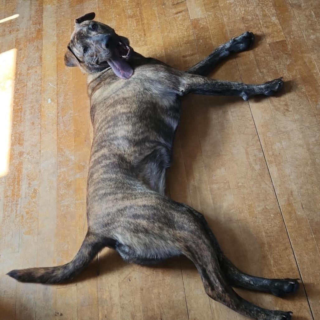 Betsy, a Adoptable Pit Bull Terrier in Wadena, MN image 1/6