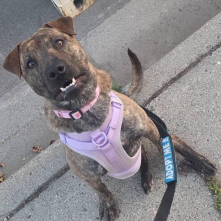 Betsy, a Adoptable Pit Bull Terrier in Wadena, MN image 2/6