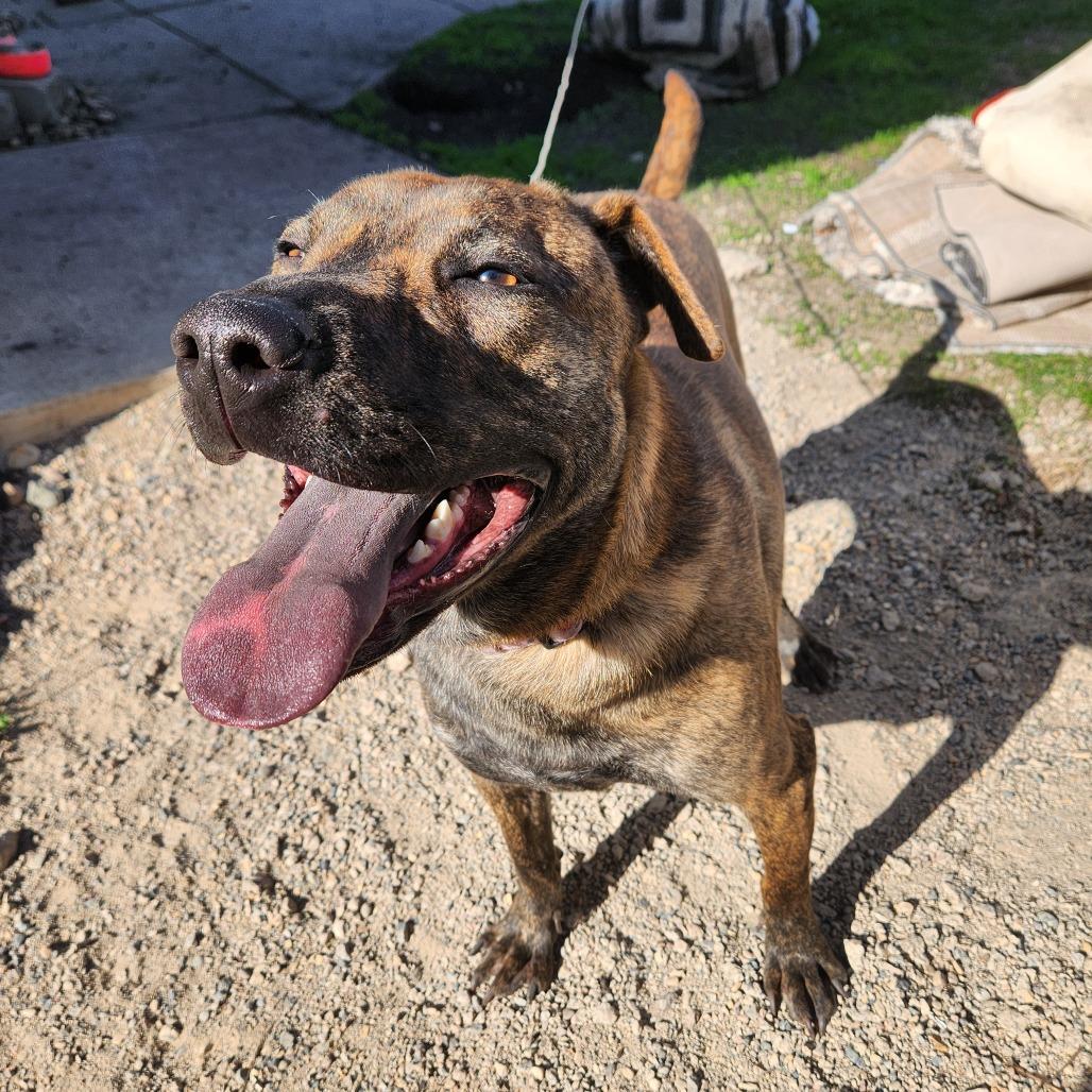 Betsy, a Adoptable Pit Bull Terrier in Wadena, MN image 3/6