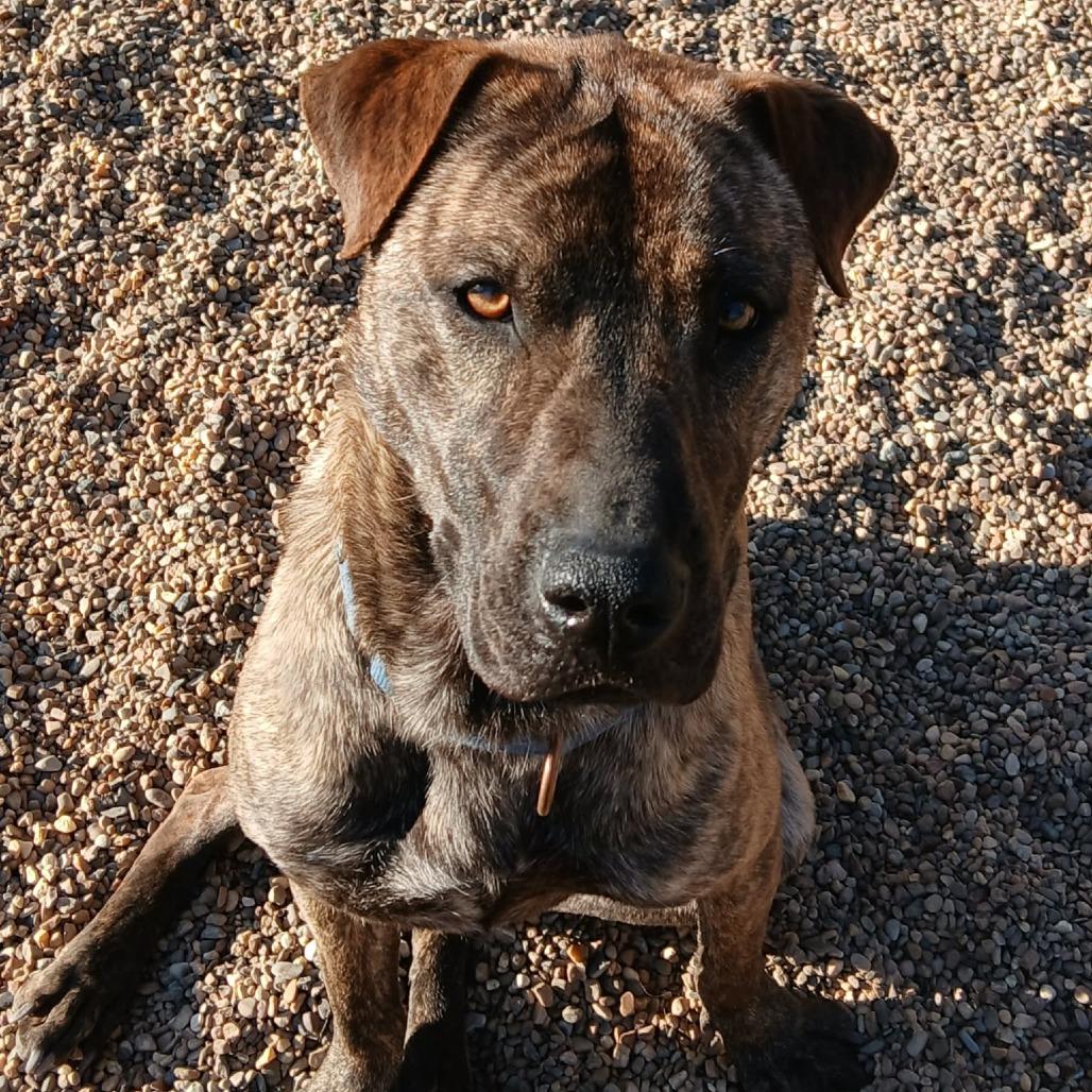 Enlarge Betsy, a Adoptable mixed breed in Wadena, MN image 5/6