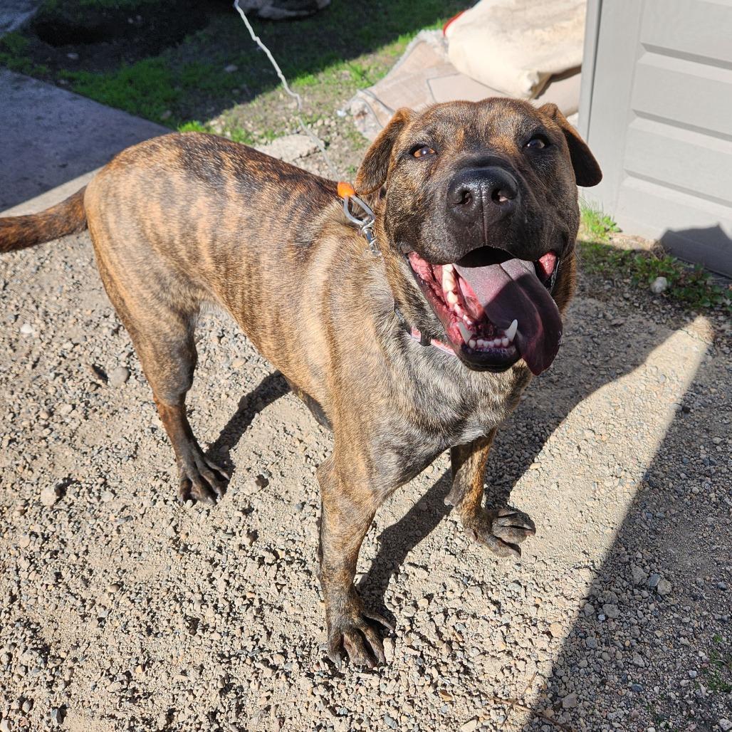 Betsy, a Adoptable Pit Bull Terrier in Wadena, MN image 6/6