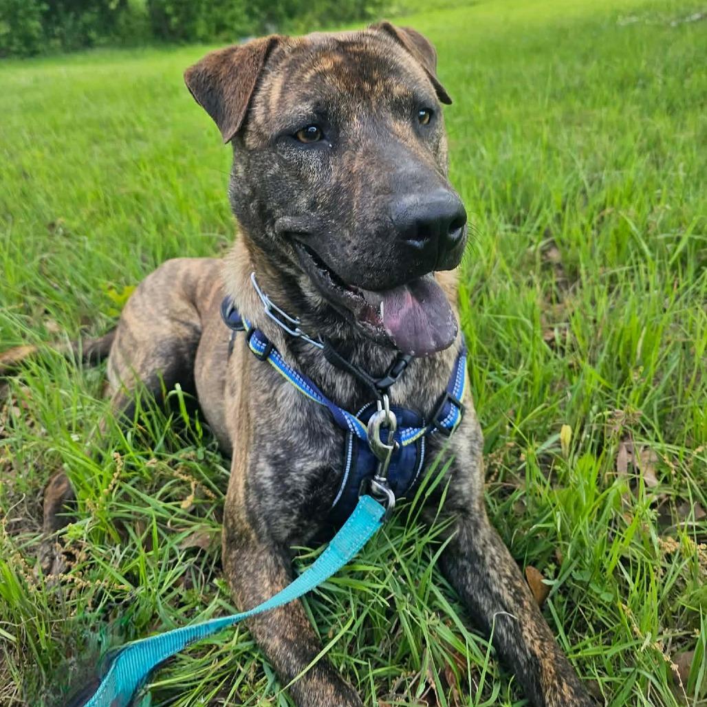 Enlarge Betsy, a Adoptable mixed breed in Wadena, MN image 6/6