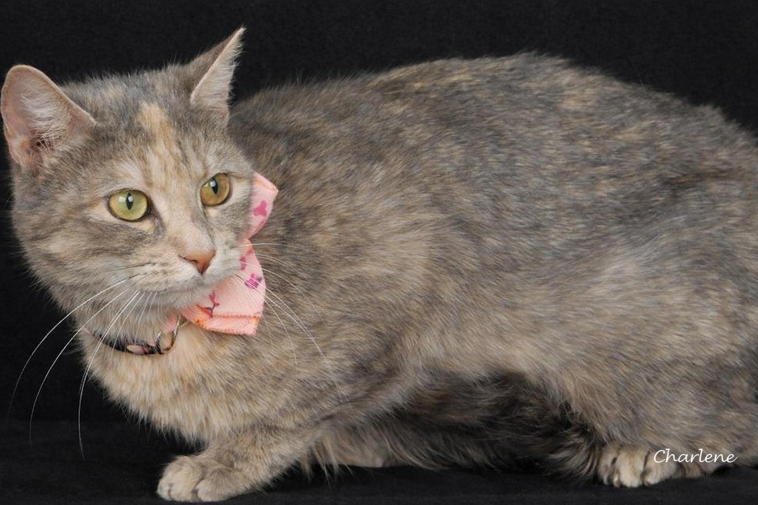 Enlarge Lola, a Adoptable Domestic Short Hair in Newland, NC image 1/1