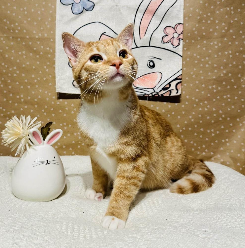 Graham, a Adoptable mixed breed in Groveland, MA image 2/6