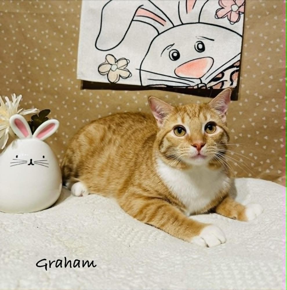 Graham, a Adoptable mixed breed in Groveland, MA image 6/6