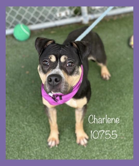 CHARLENE