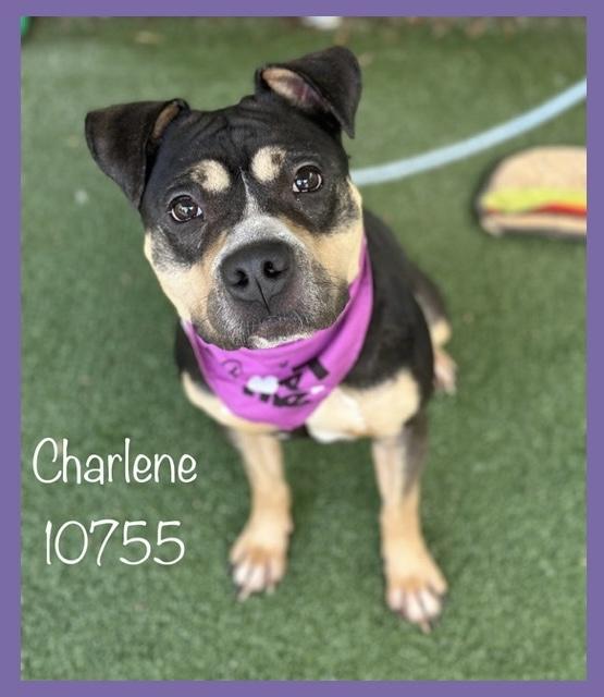 CHARLENE