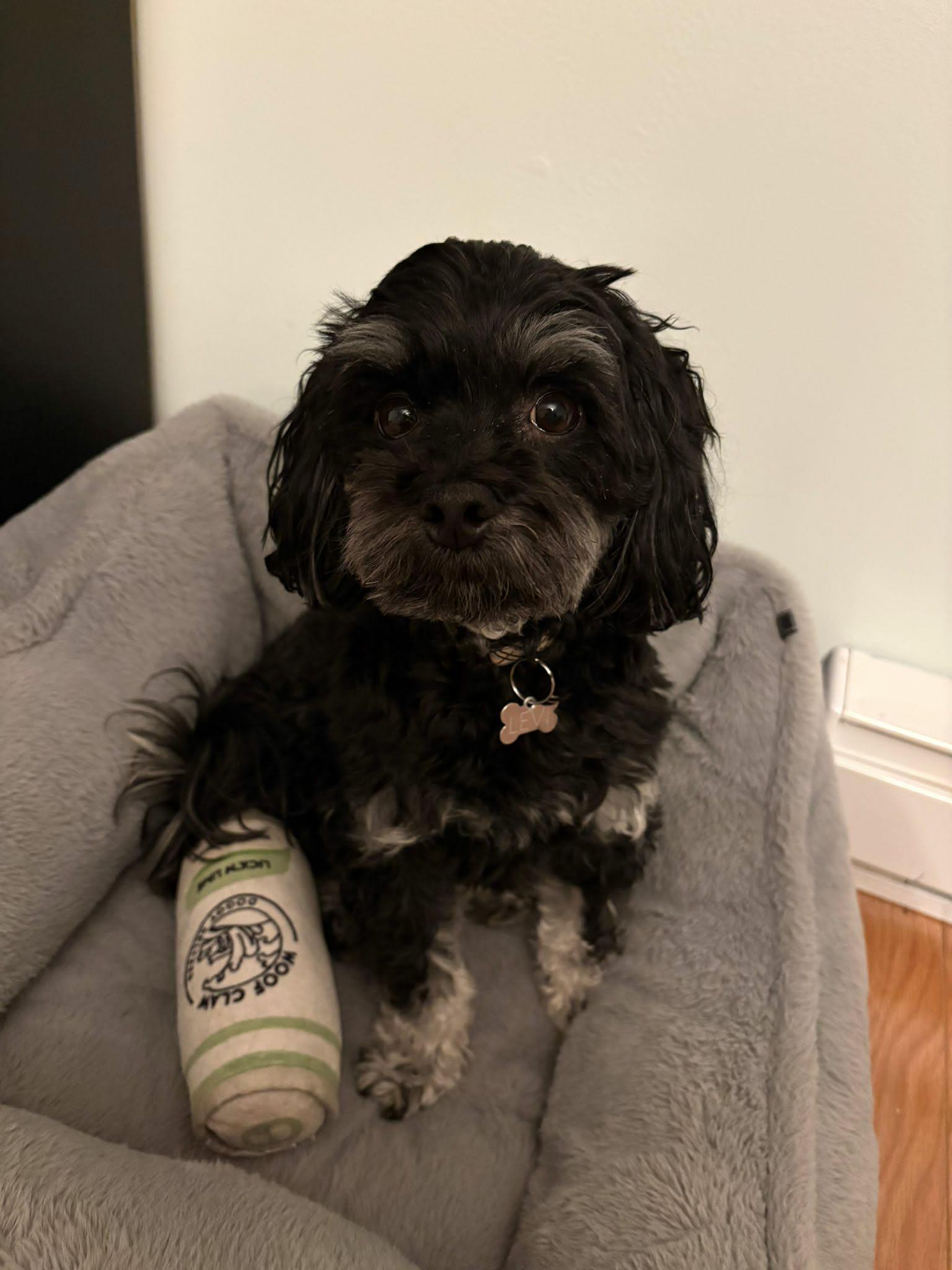 Enlarge Levi, a ADOPTABLE mixed breed in Pointe-Claire, QC image 3/6