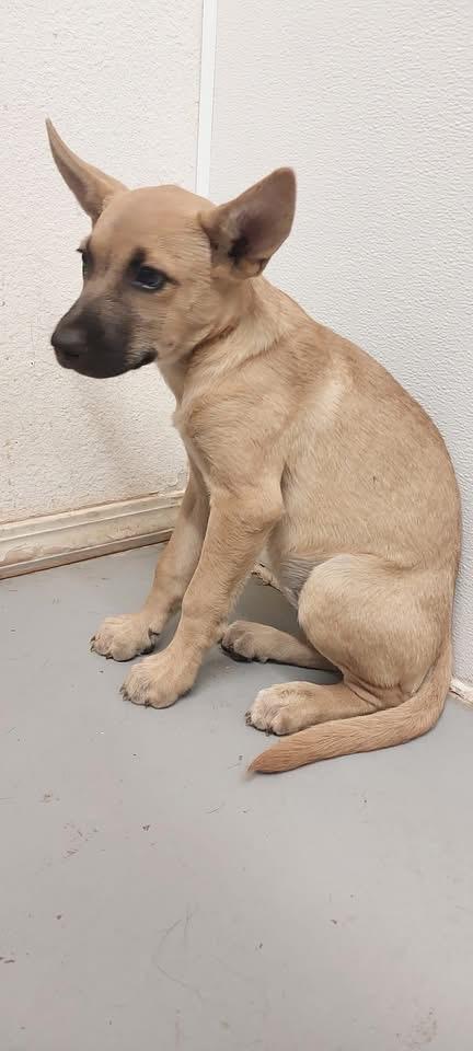 Bitsey, Adoptable, Puppy Female Shepherd & Mixed Breed.