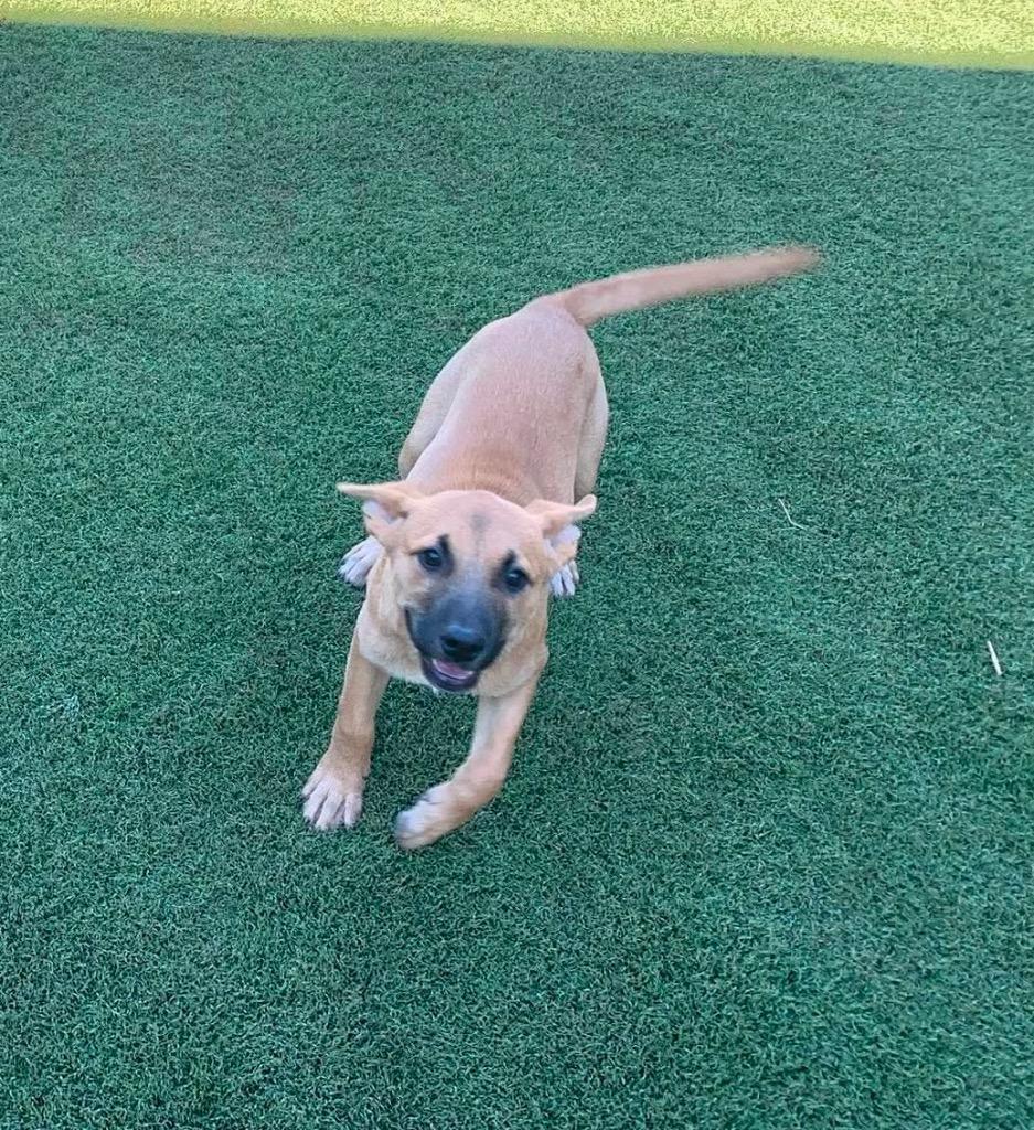 Bitsey, a Adoptable mixed breed in Tucumcari, NM image 2/2