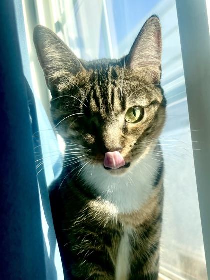 Edie, Adoptable, Young Female Domestic Short Hair & Domestic Short Hair.