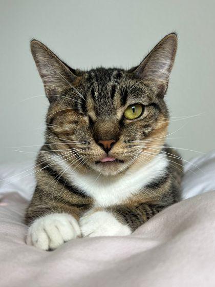 Enlarge Edie, a Adoptable Domestic Short Hair in San Diego, CA image 2/3