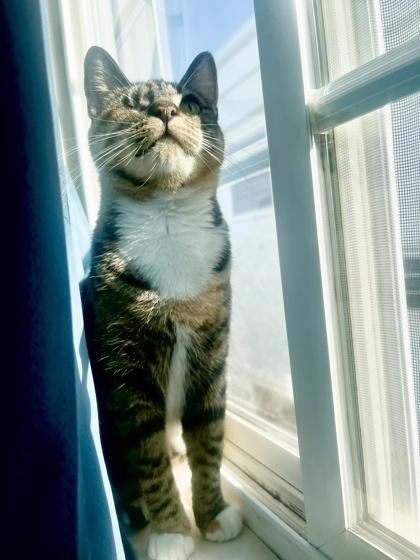 Enlarge Edie, a Adoptable Domestic Short Hair in San Diego, CA image 3/3