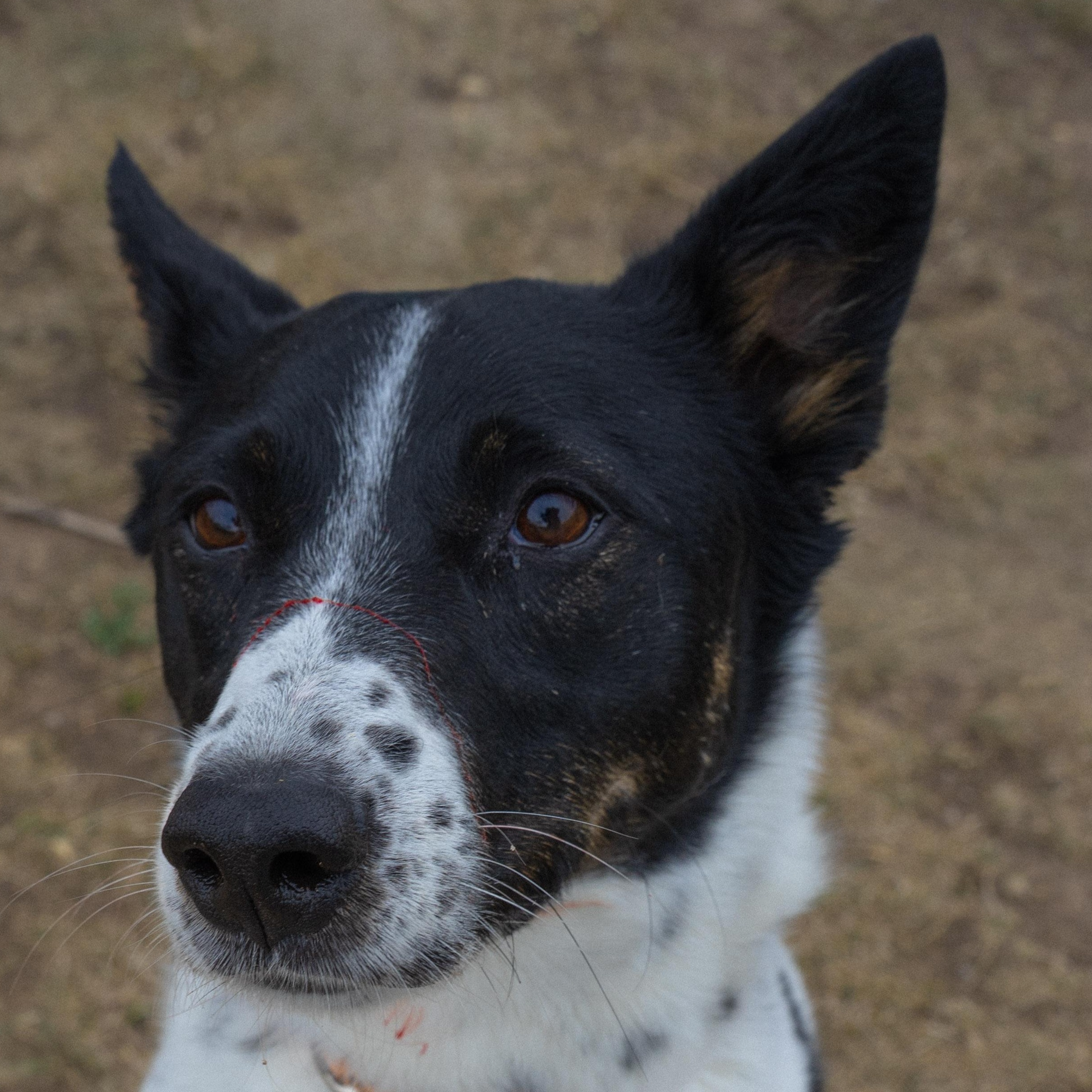 Oaklee, ADOPTABLE, Adult Female Border Collie.