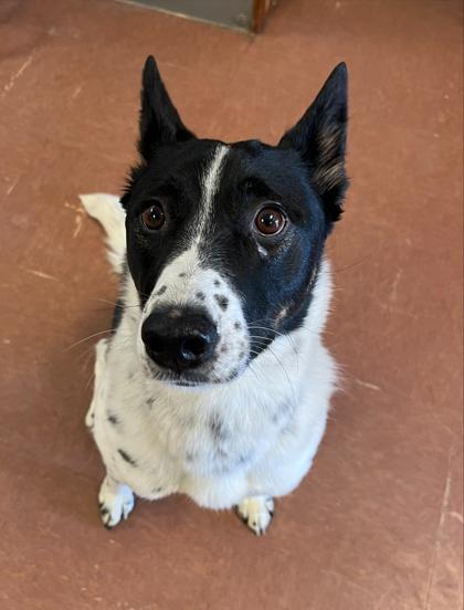 Enlarge Oaklee, a ADOPTABLE mixed breed in Rapid City, SD image 2/5