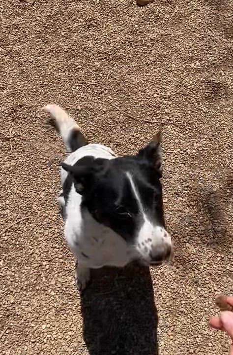 Enlarge Oaklee, a ADOPTABLE mixed breed in Rapid City, SD video 3/5