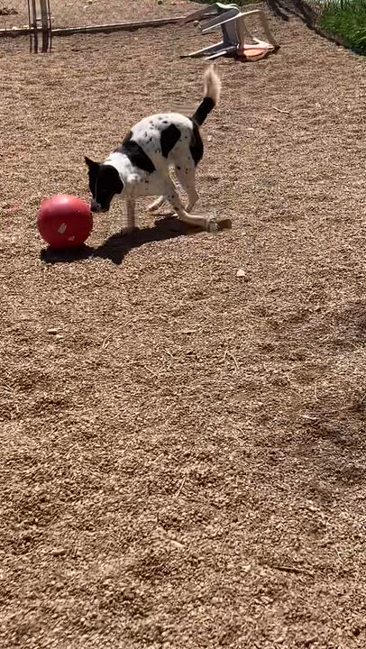 Enlarge Oaklee, a ADOPTABLE mixed breed in Rapid City, SD video 5/5