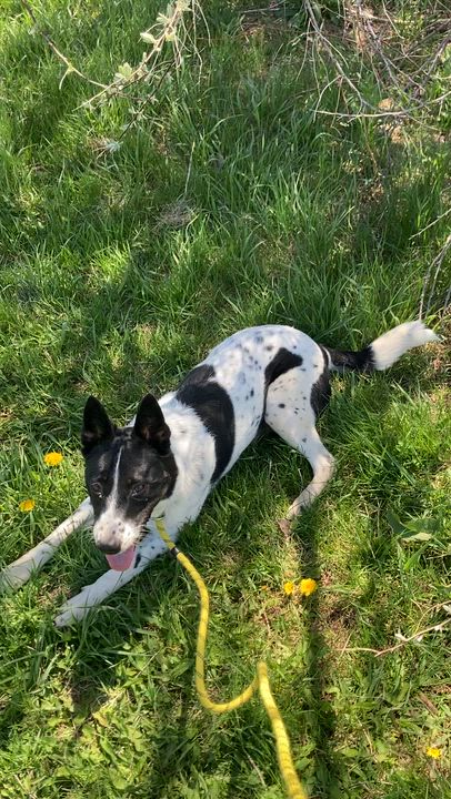 Enlarge Oaklee, a ADOPTABLE mixed breed in Rapid City, SD video 4/5