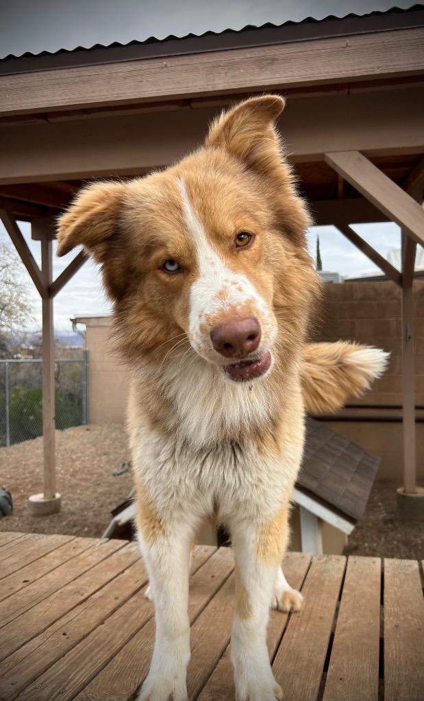 Klein, Adoptable, Young Male Australian Shepherd.